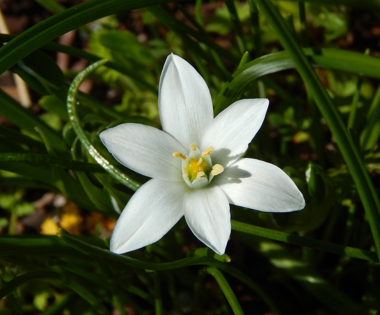 spring flower  star of bethlehem flower  white flower free photo