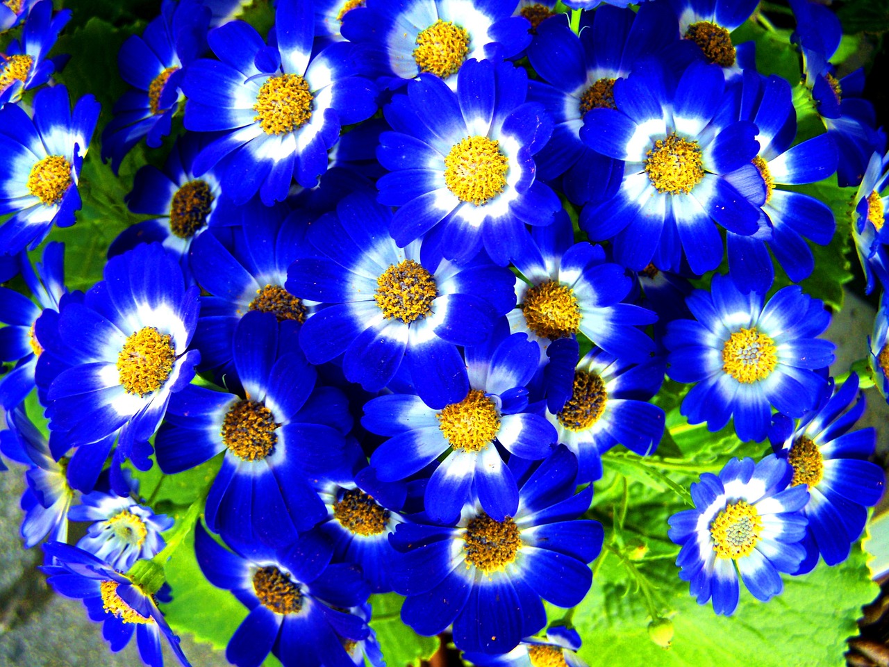 spring flower blue garden free photo