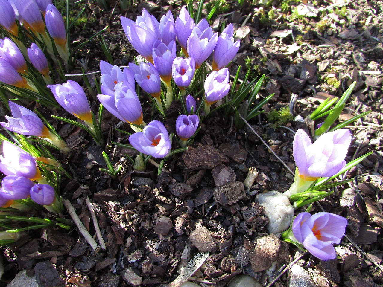 spring flower crocus purple free photo