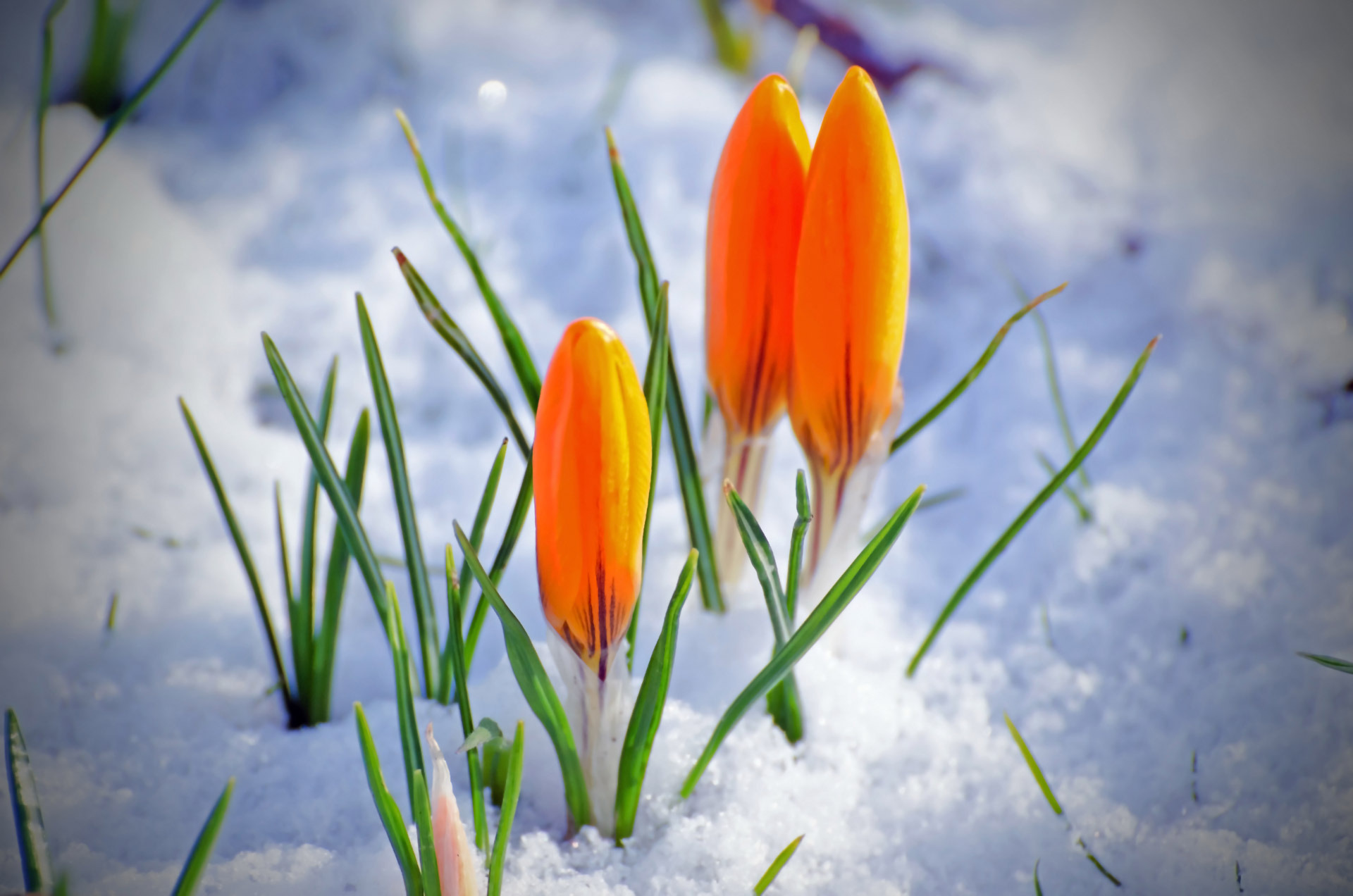 spring flower snow free photo