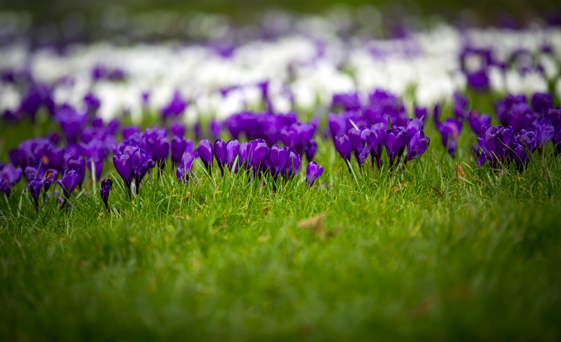 spring flowers background free photo