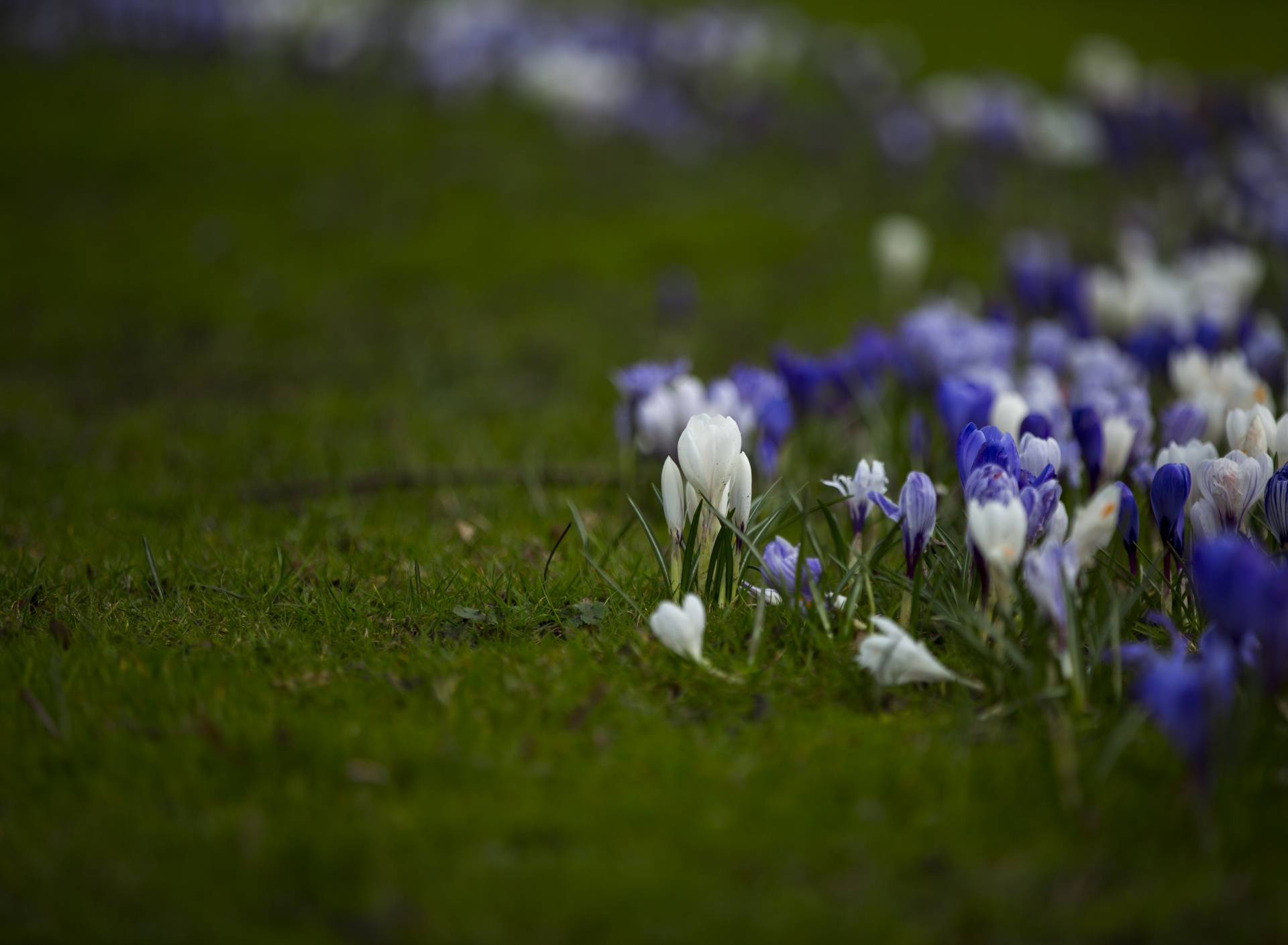 spring flowers background free photo