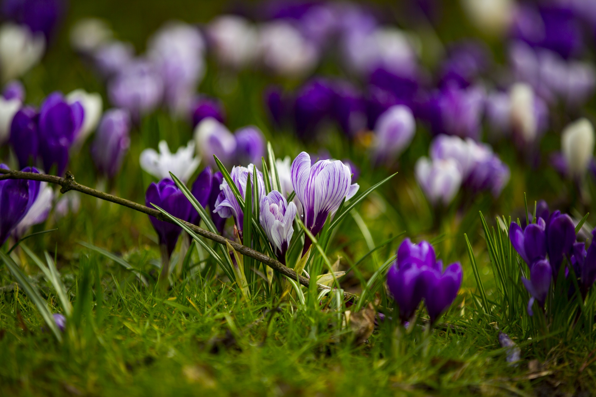 spring flowers background free photo