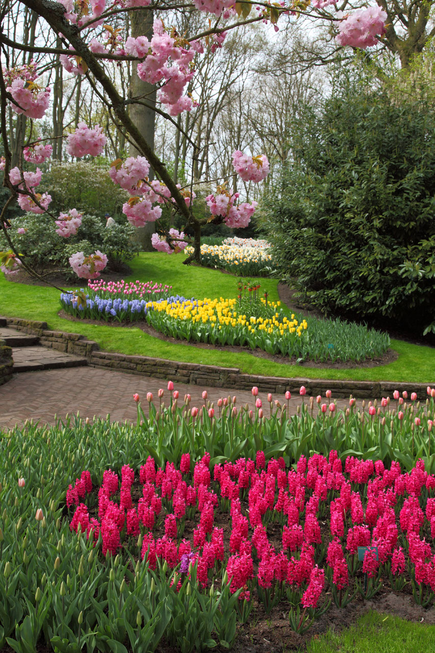 blossom trees color free photo