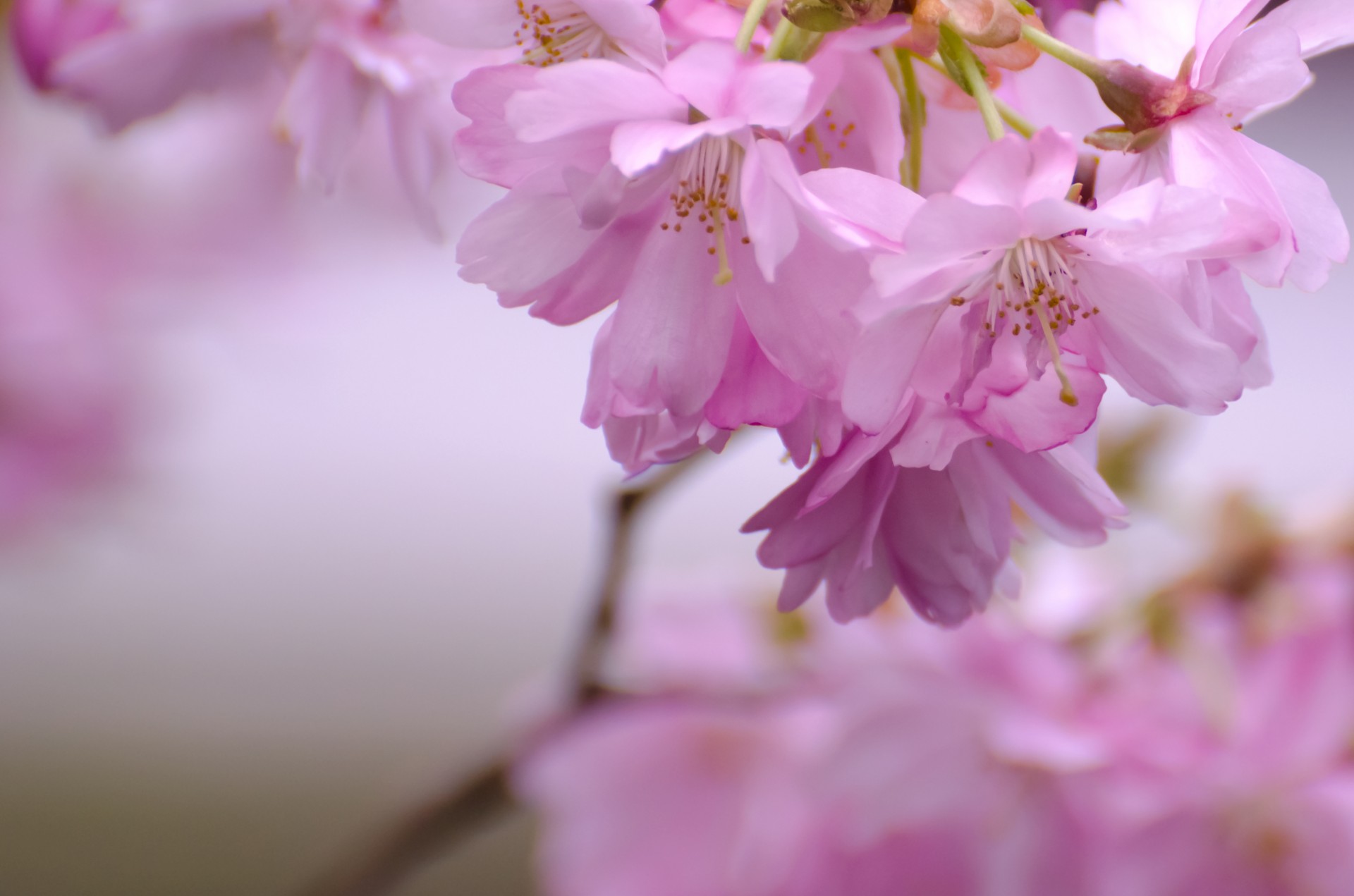 spring flower branch free photo