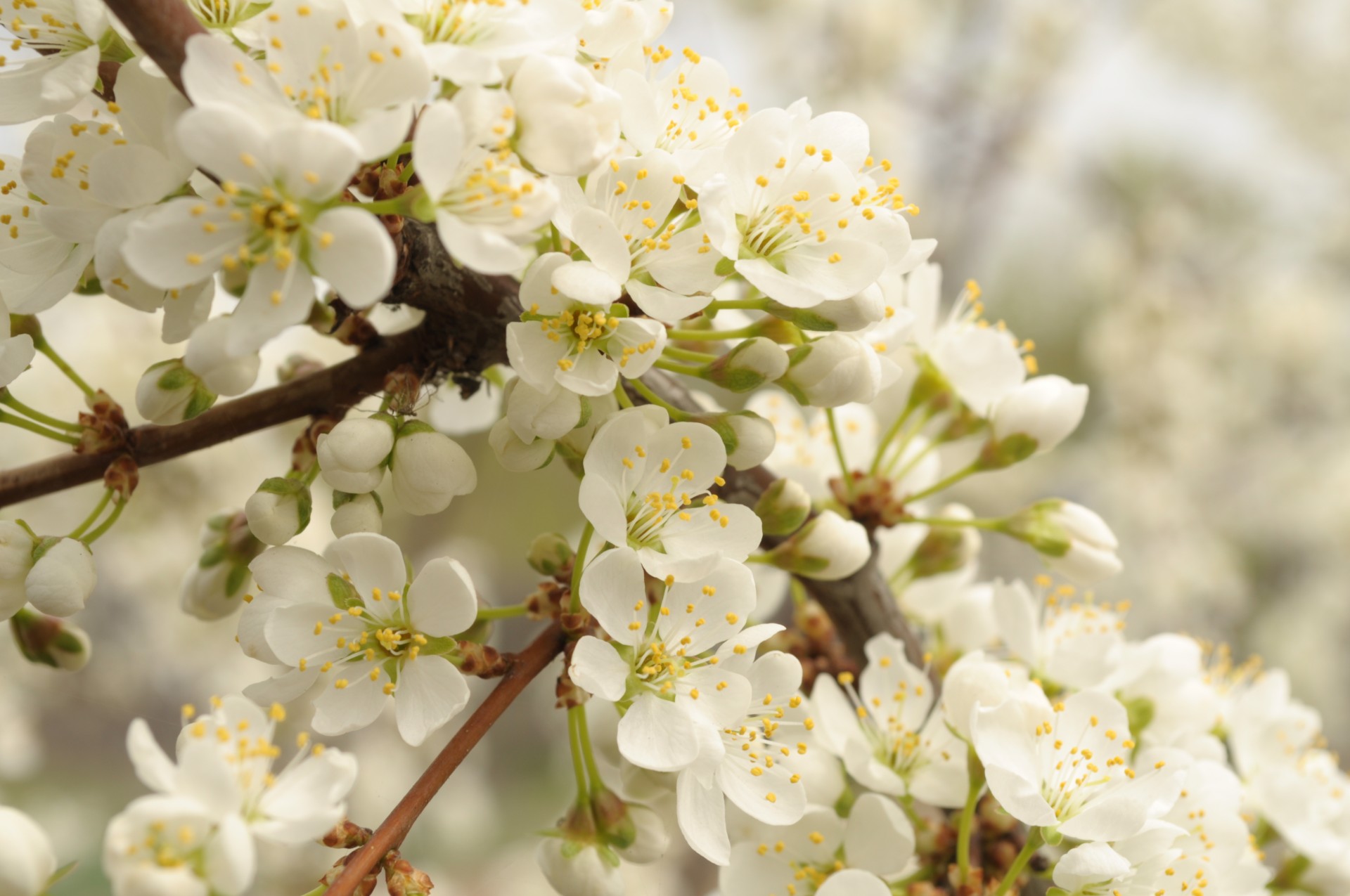 flowers trees spring free photo