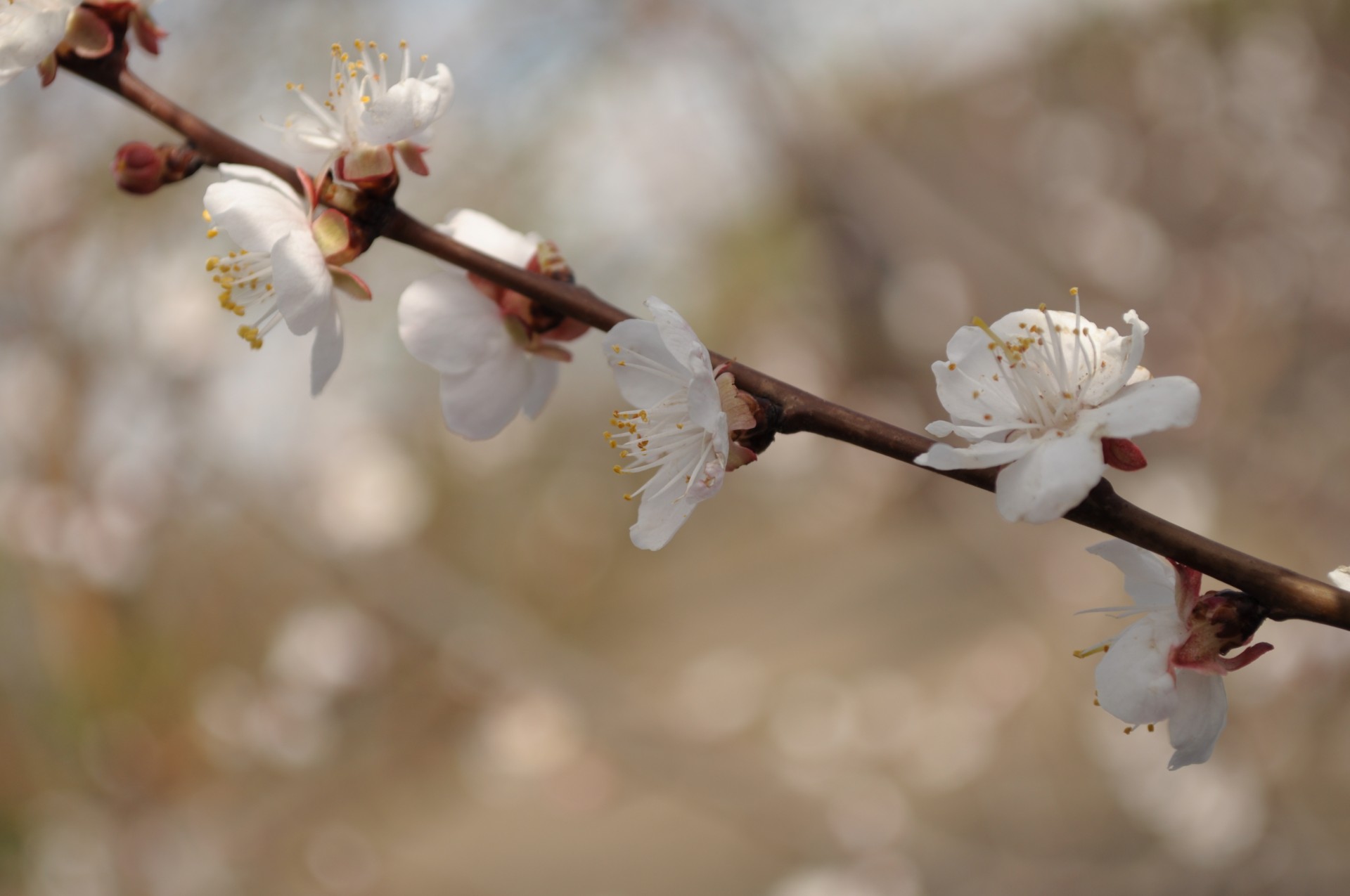 flowers trees spring free photo