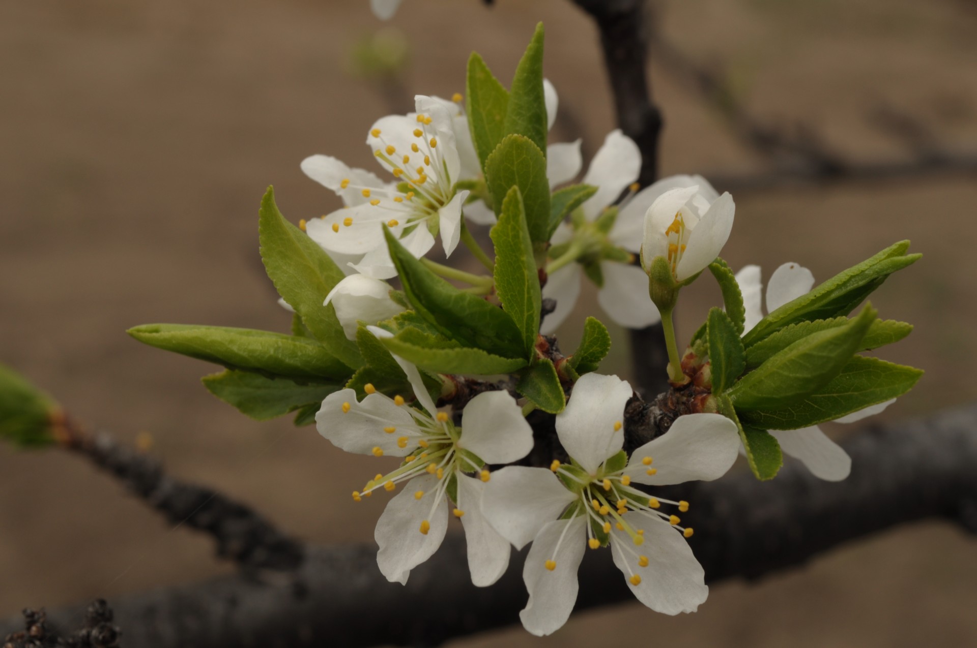 flowers trees spring free photo