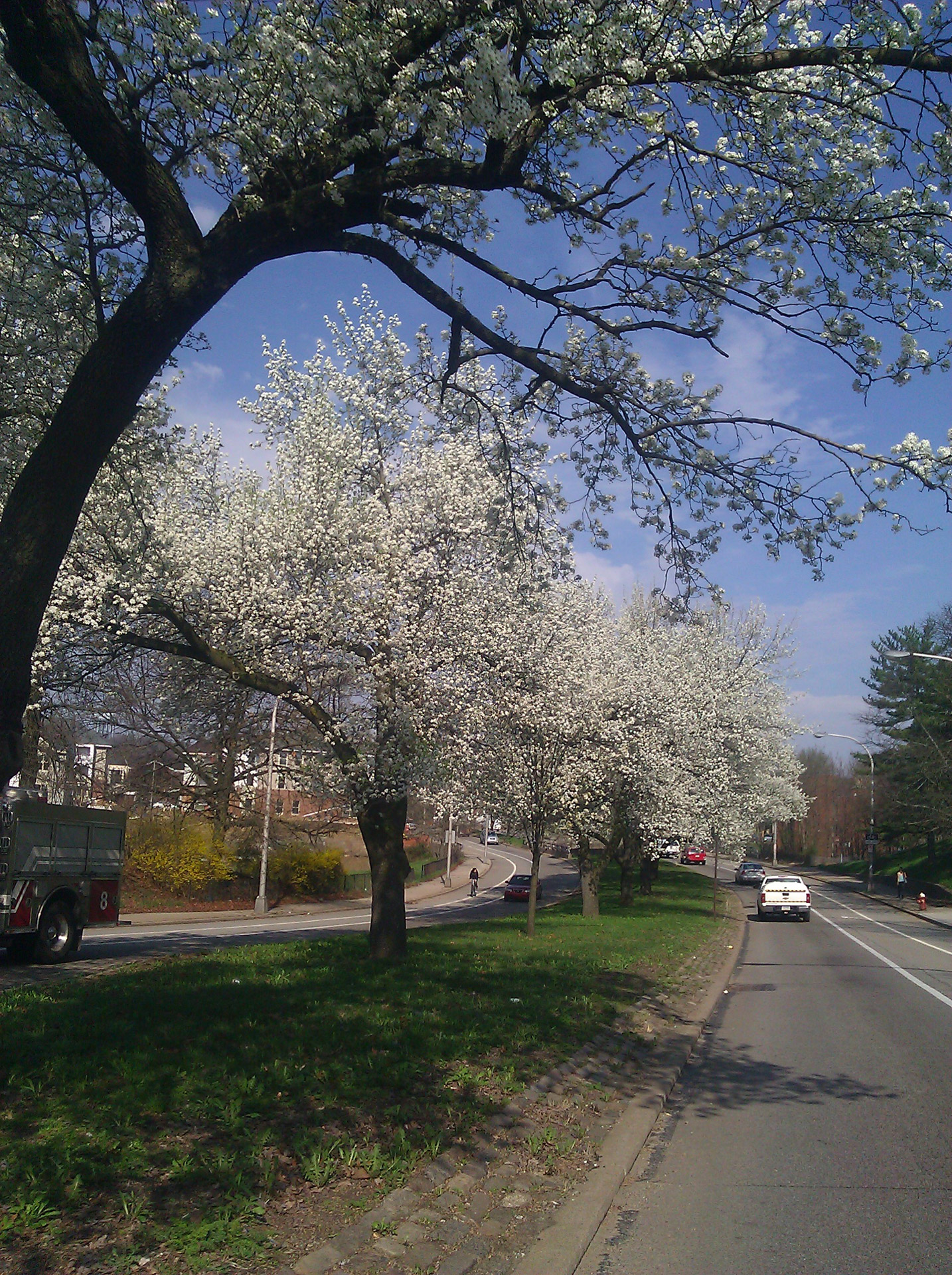 spring flowering trees spring flowering trees free photo