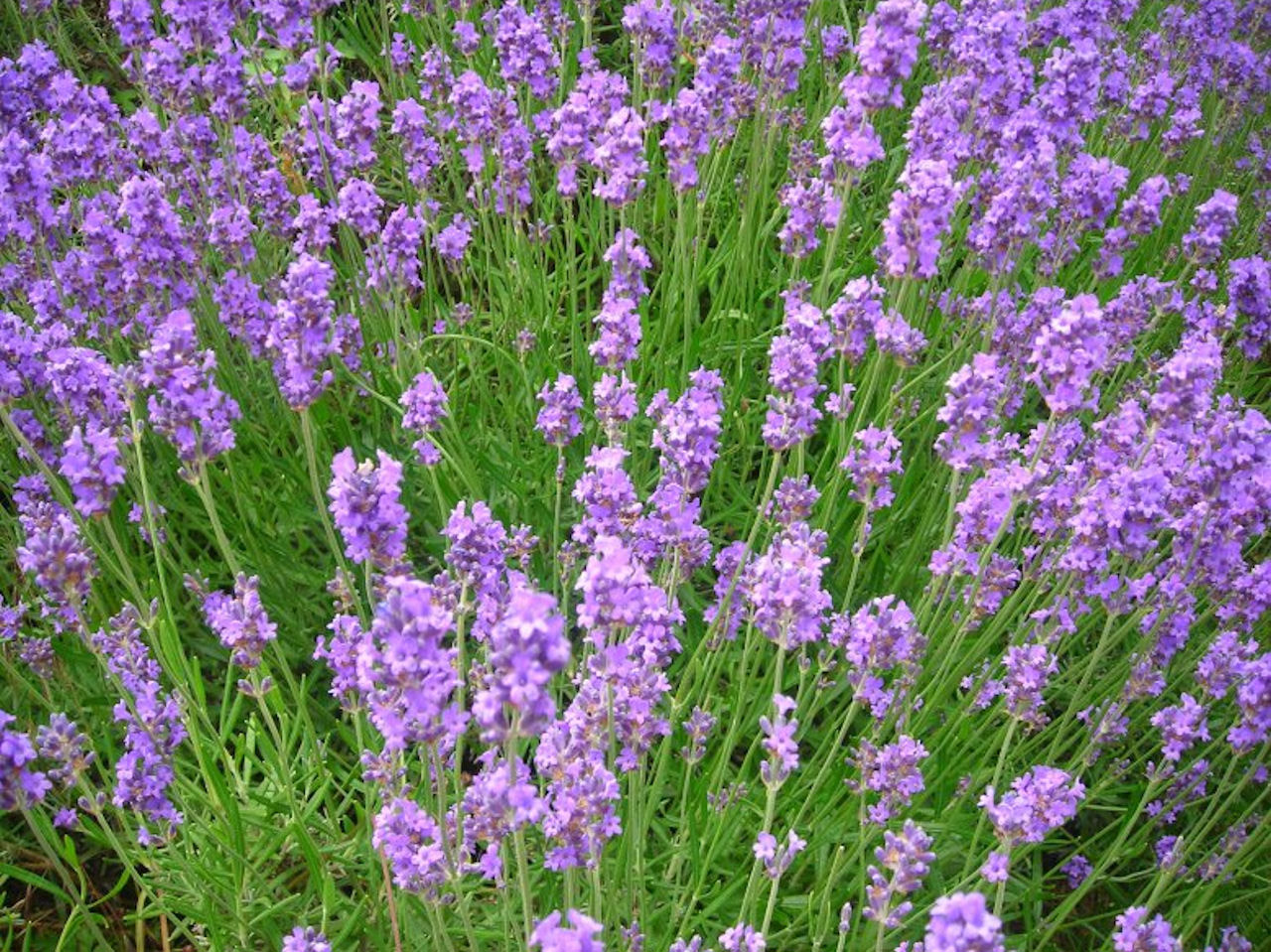 purple flowers walking free photo