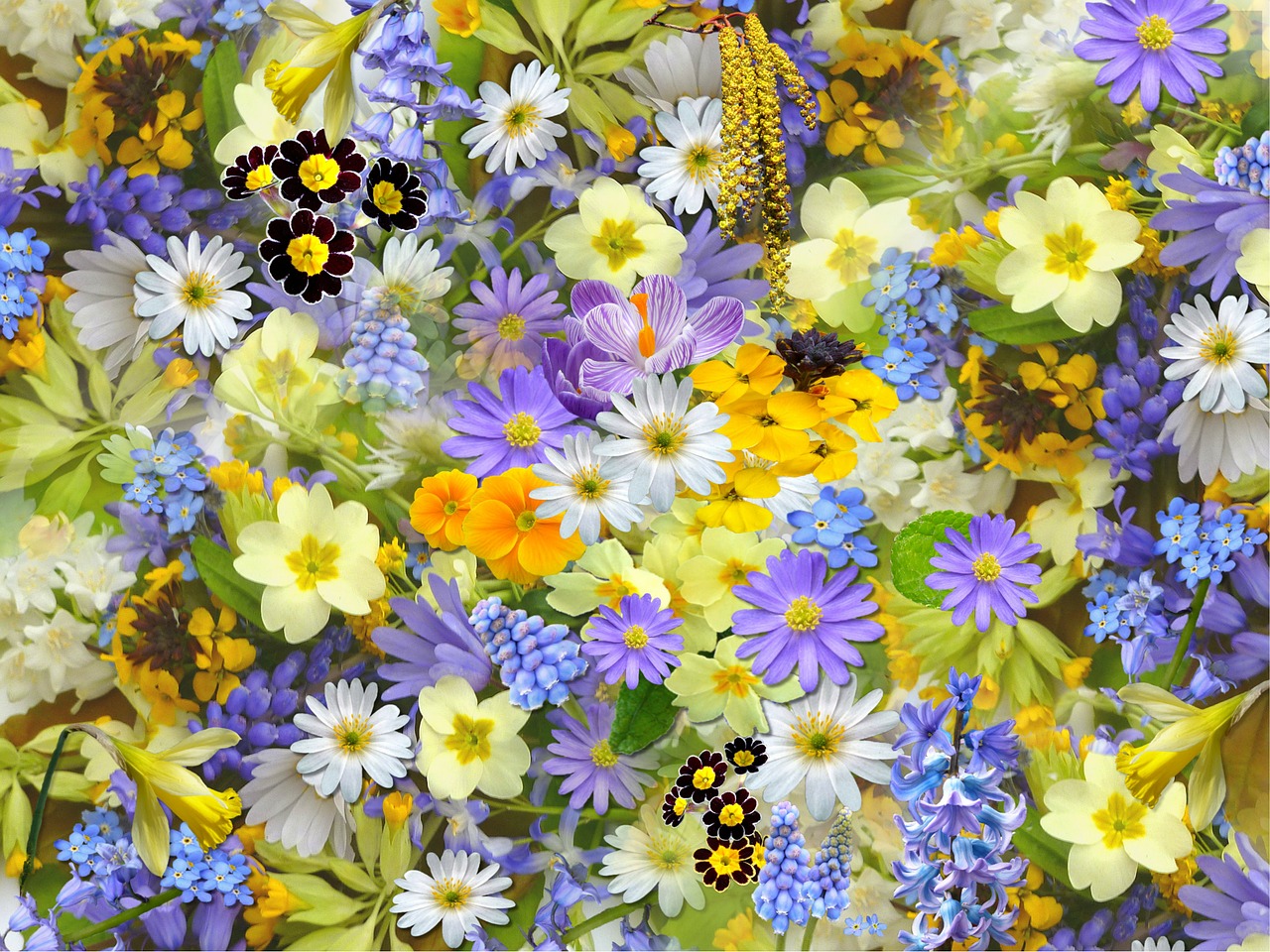 spring flowers flowers collage free photo