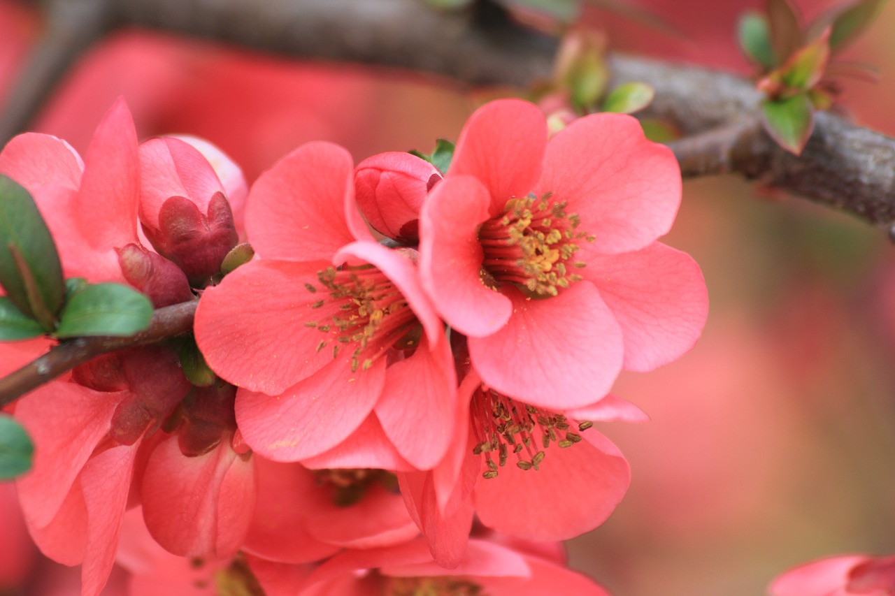 spring flowers pink color free photo