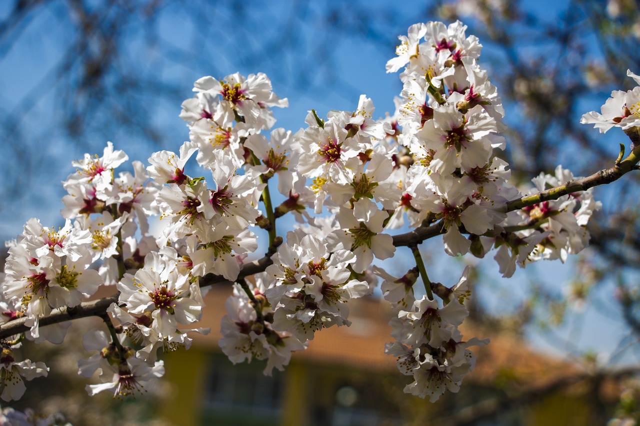 spring flowers flower nature free photo