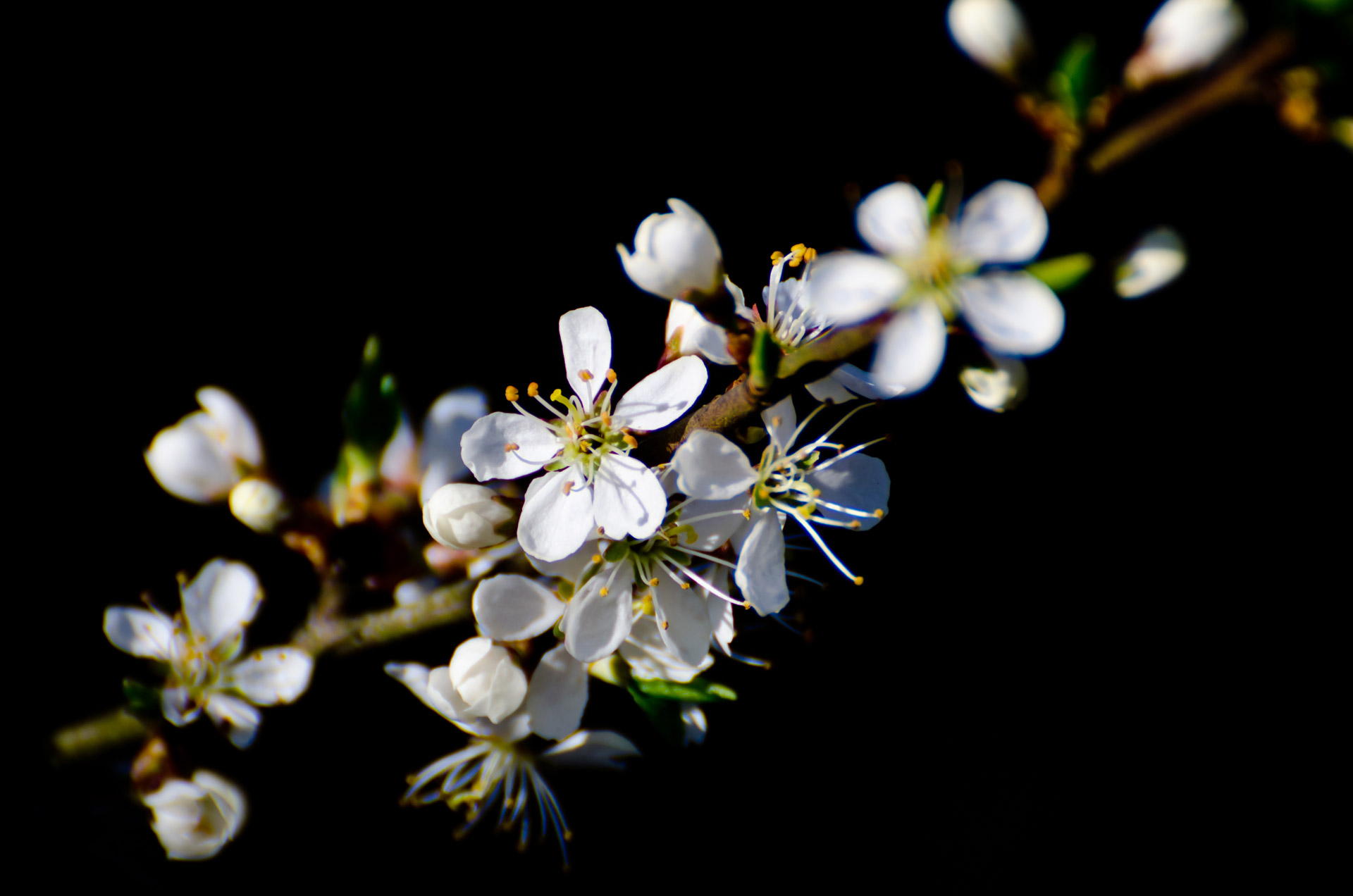 spring tree branch free photo