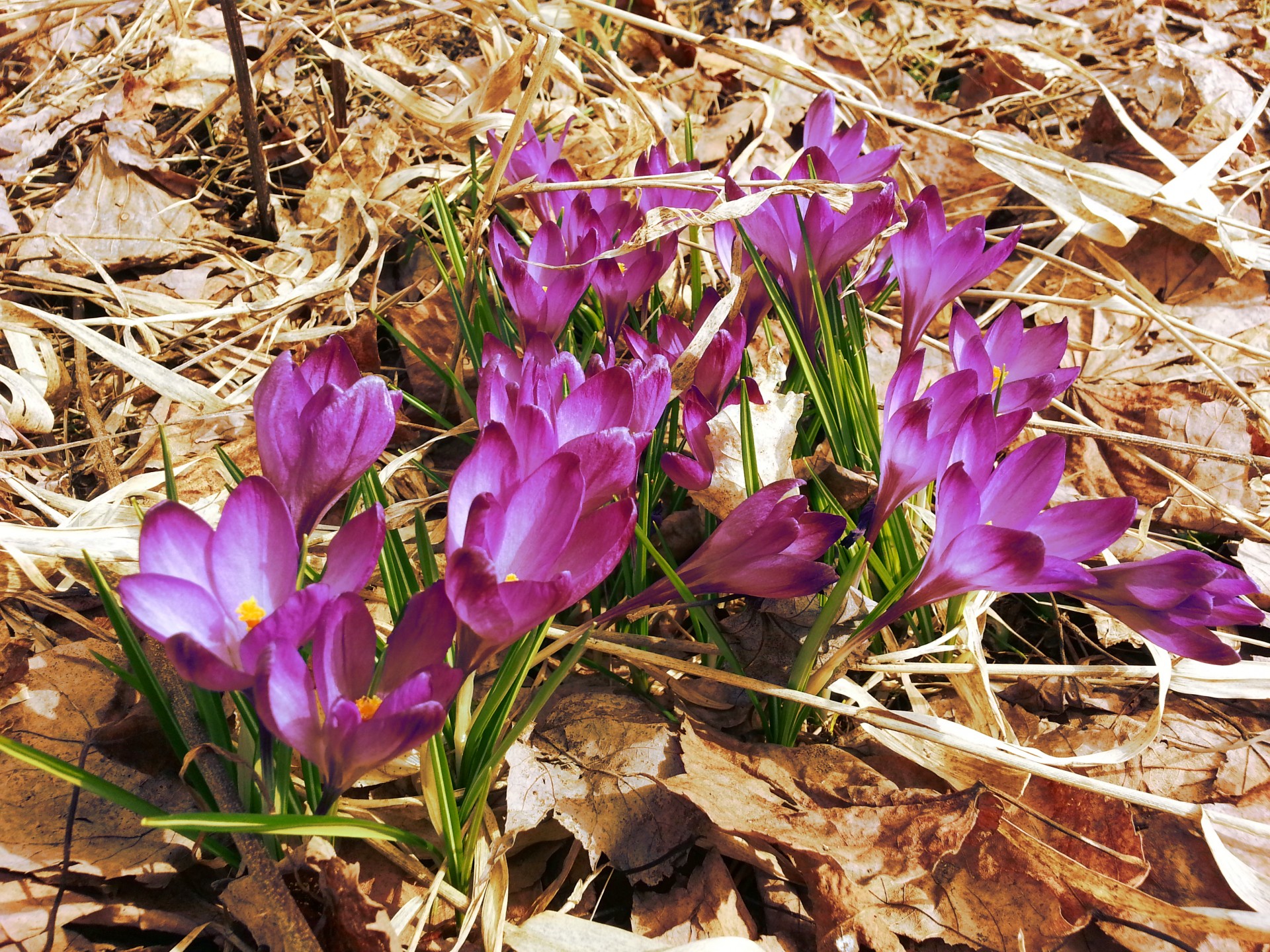 spring flowers flower free photo