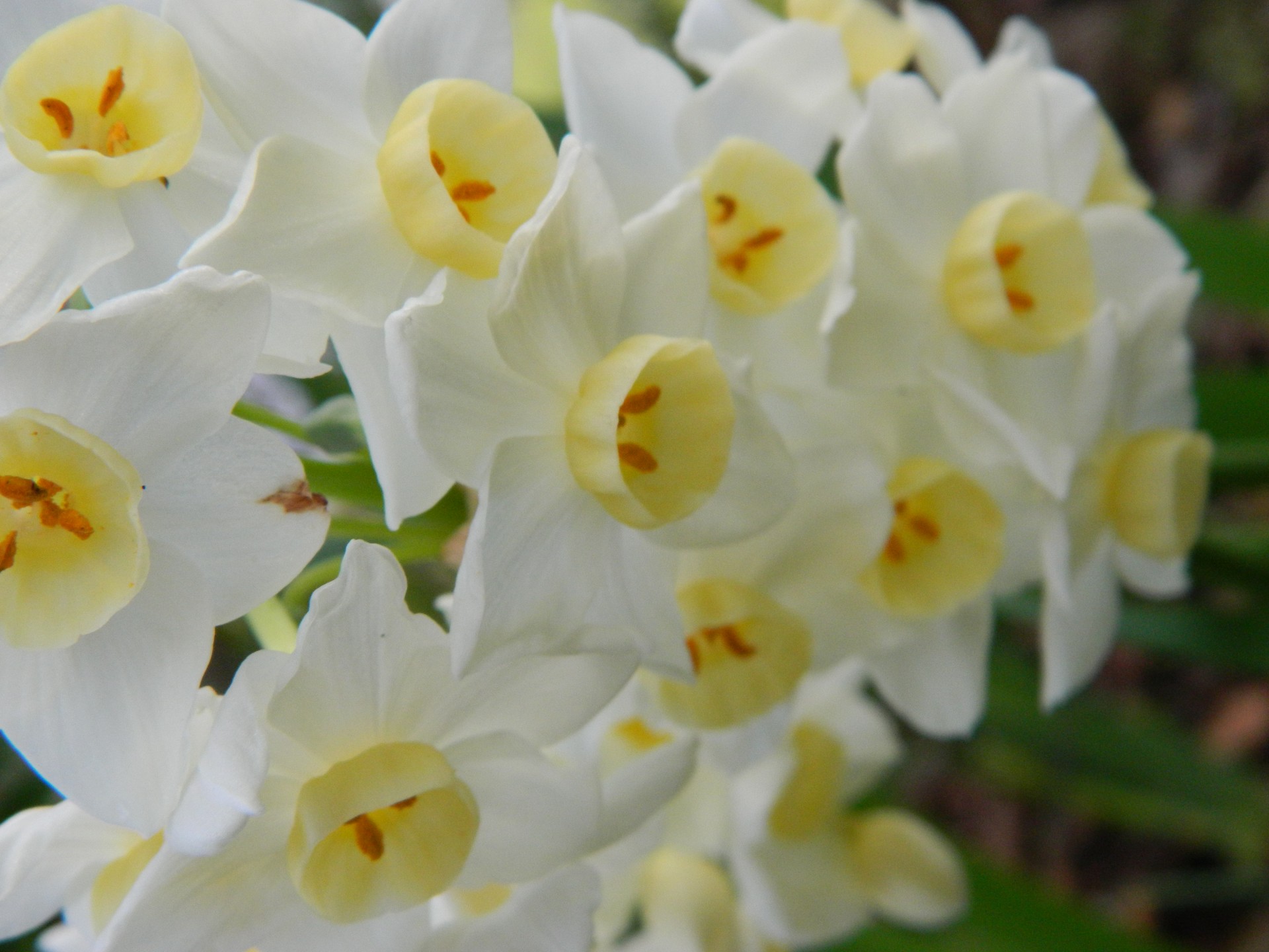 white flowers spring flowers free photo