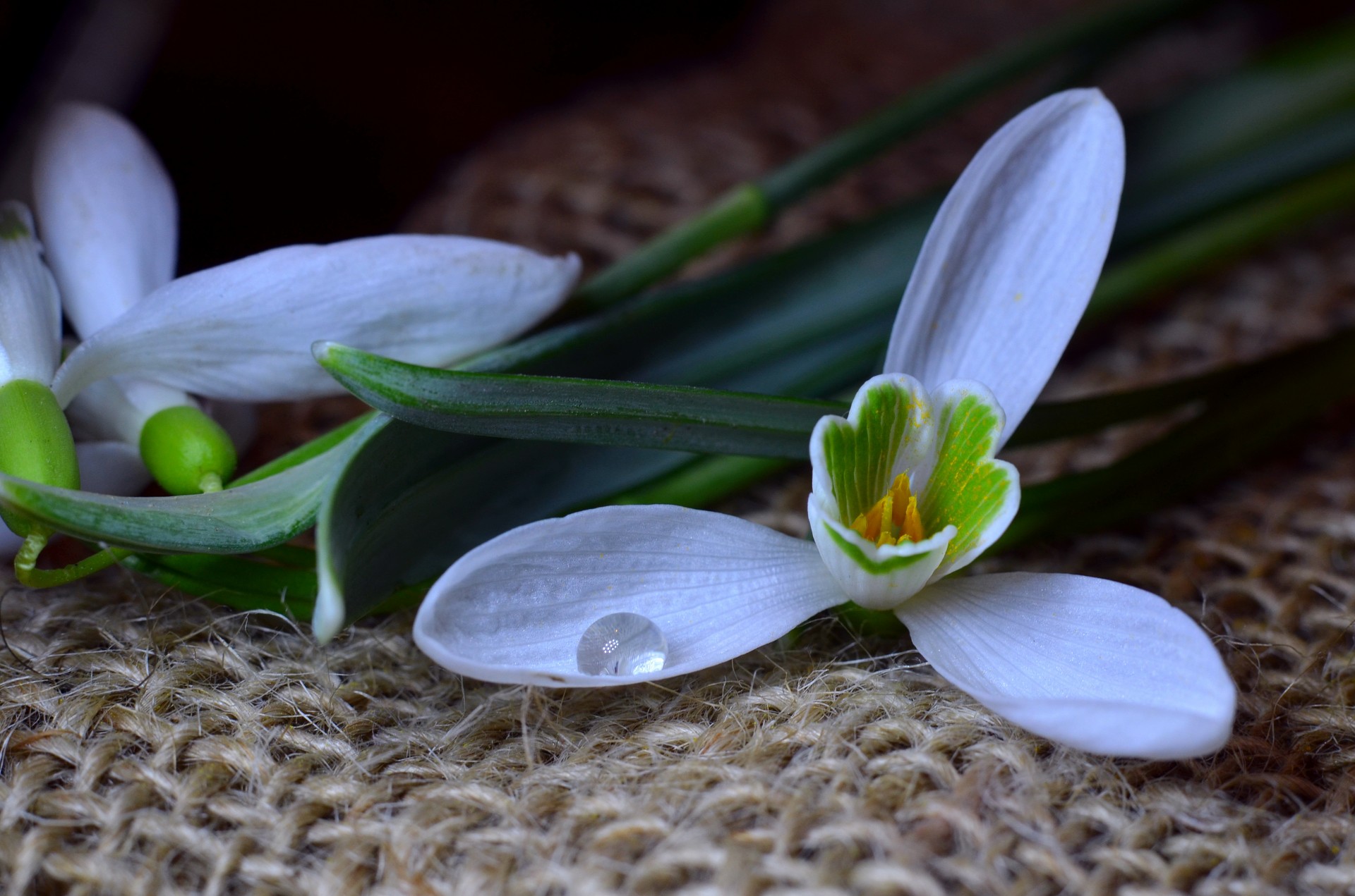 flowers flower plants free photo