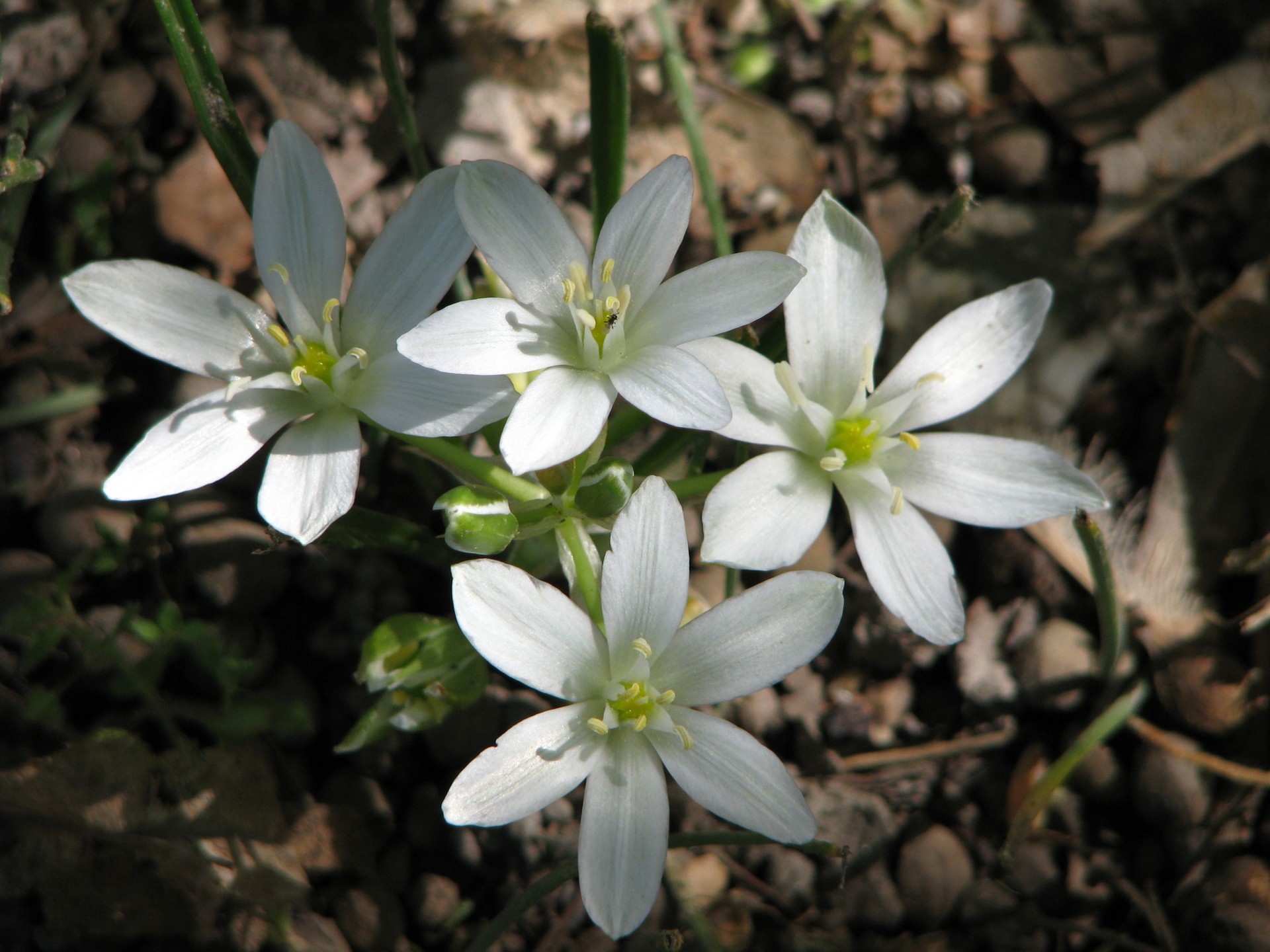 flower white nature free photo