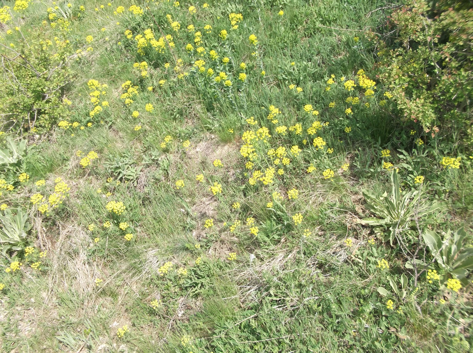 yellow flowers spring flowers spring flowers free photo