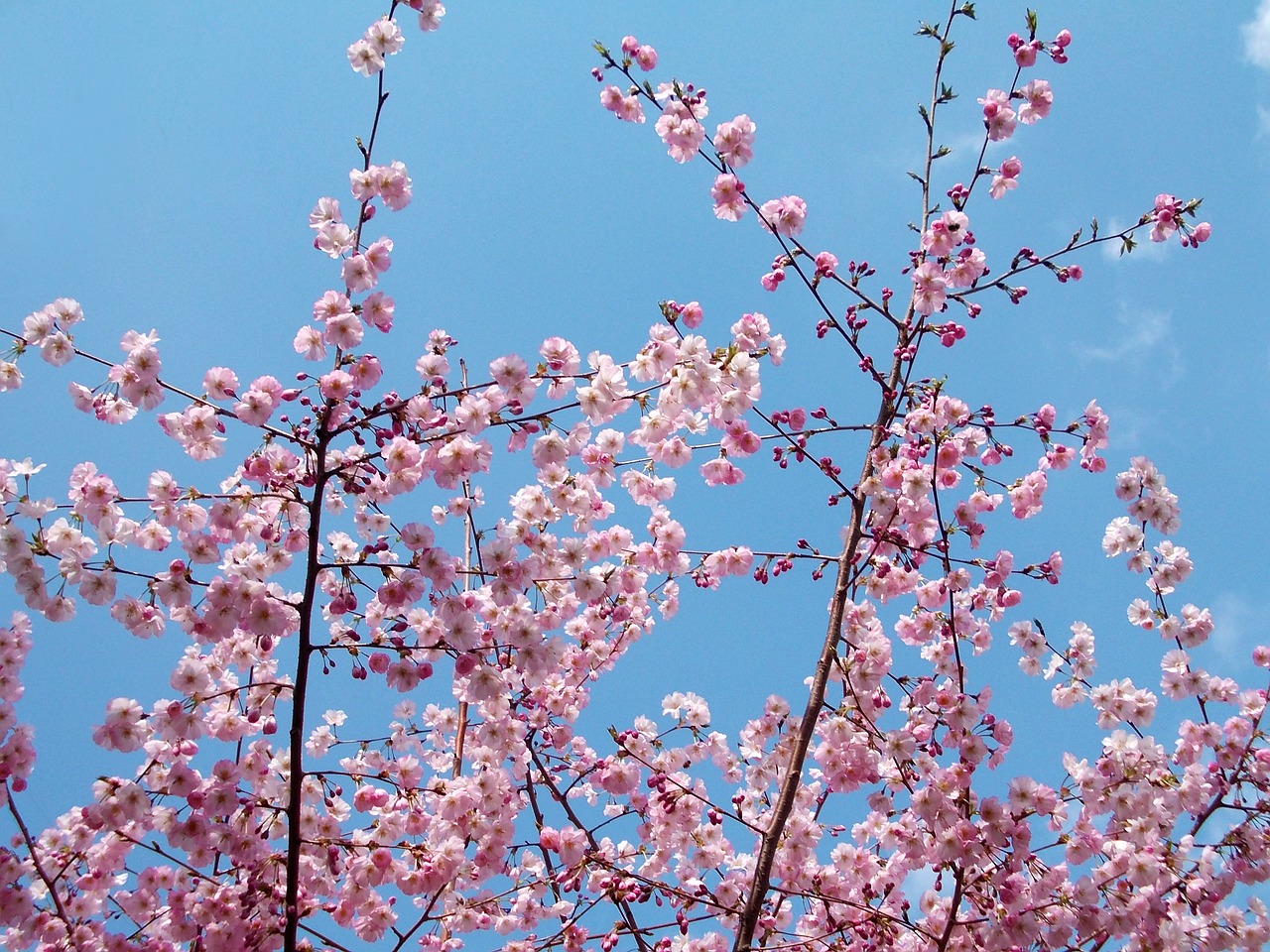 spring flowers tree flower free photo
