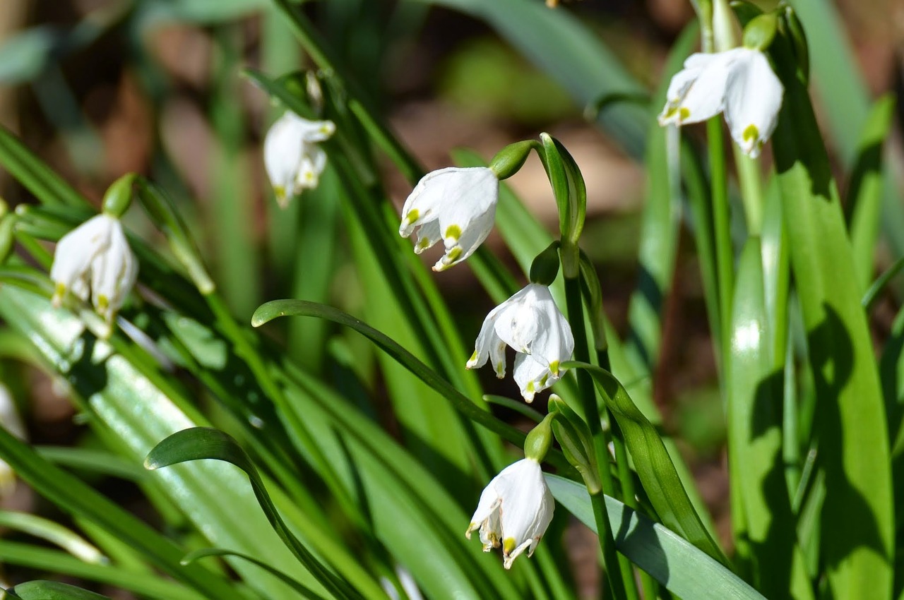 spring flowers snow drop green free photo