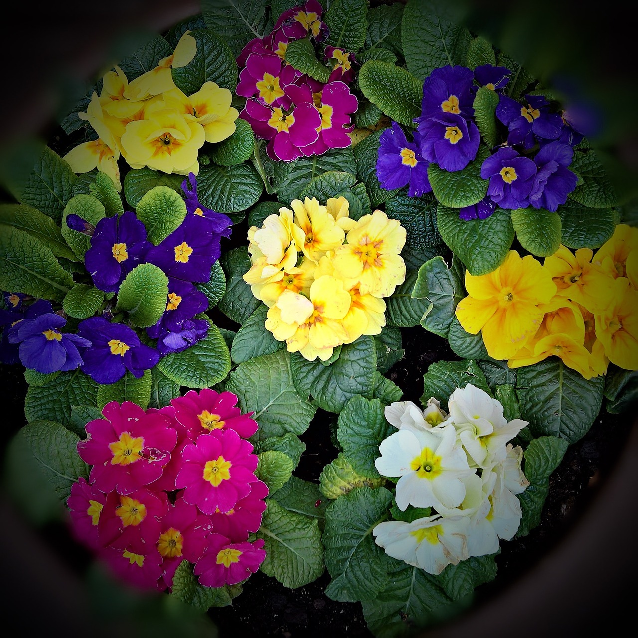 spring flowers primroses many colorful colors free photo