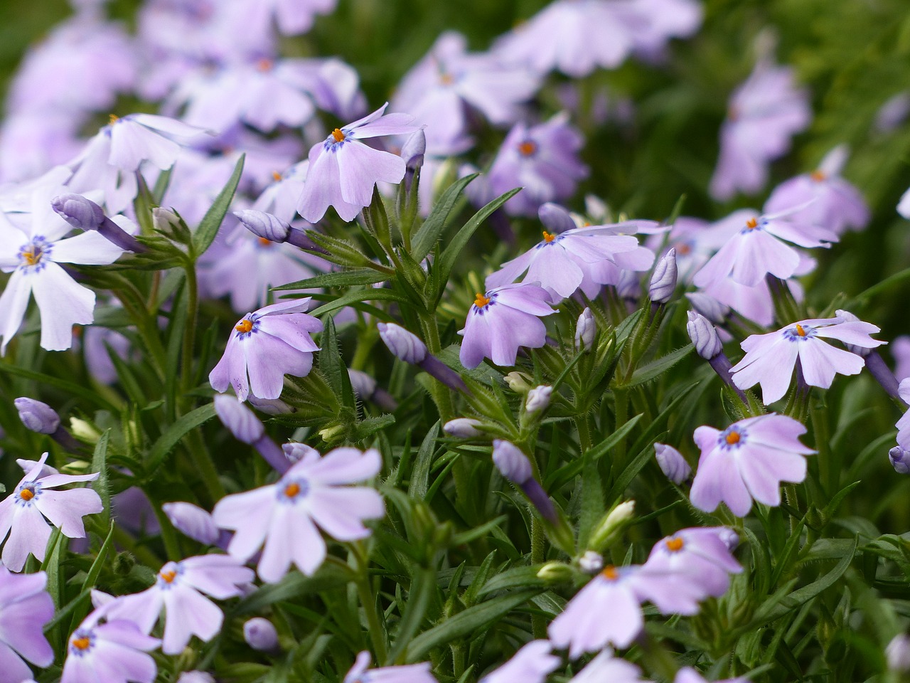 spring flowers meadow nature free photo