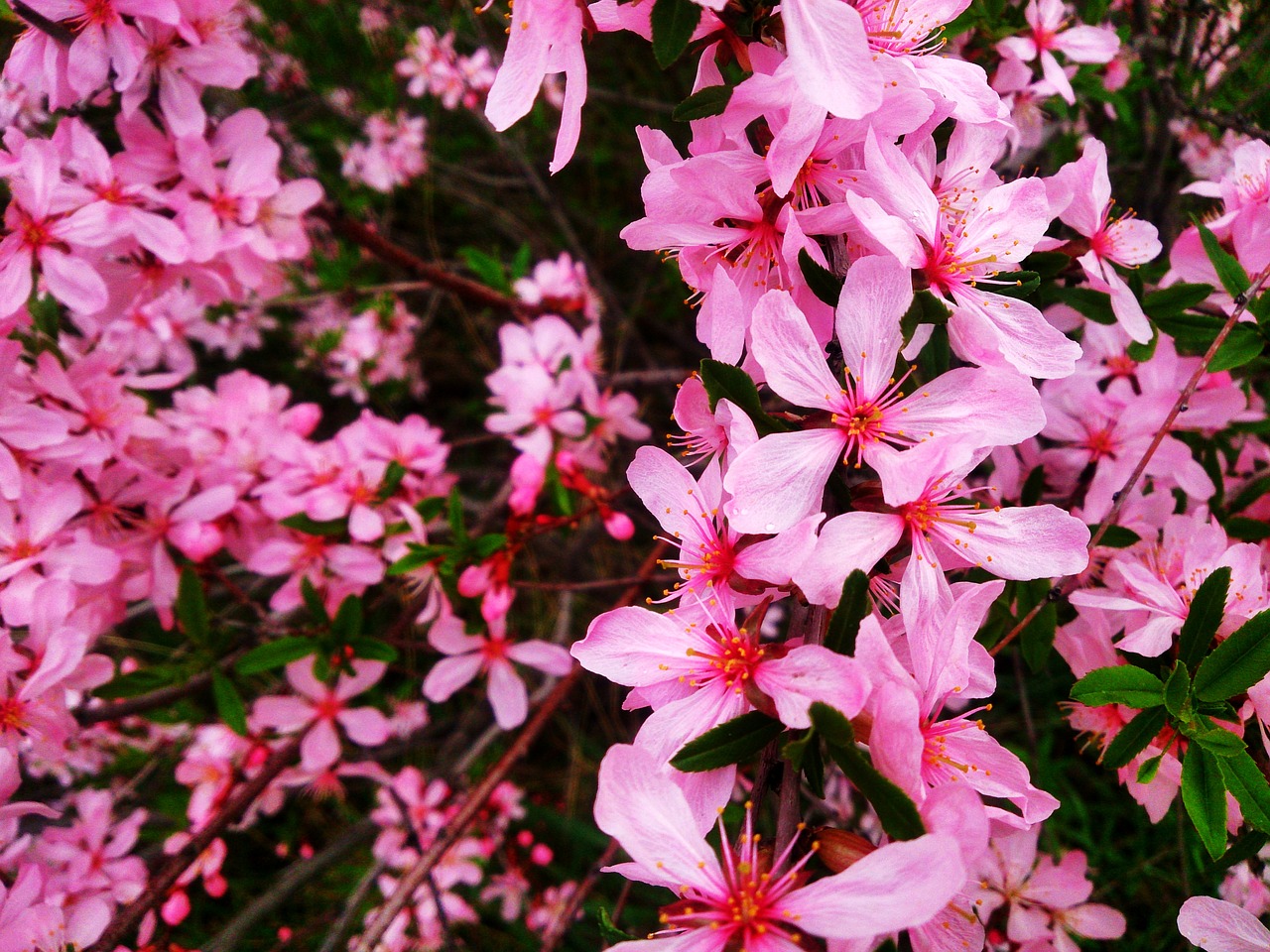spring flowers nature beautiful flower free photo