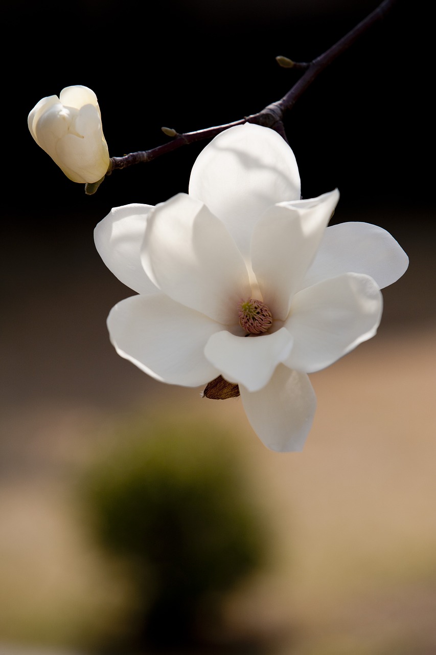 spring flowers flowers magnolia free photo