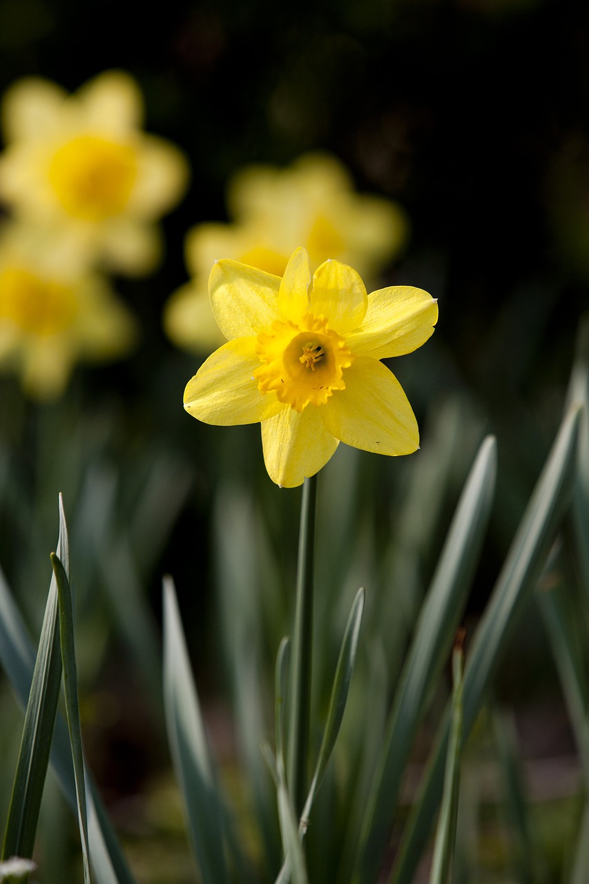 spring flowers nature plants free photo