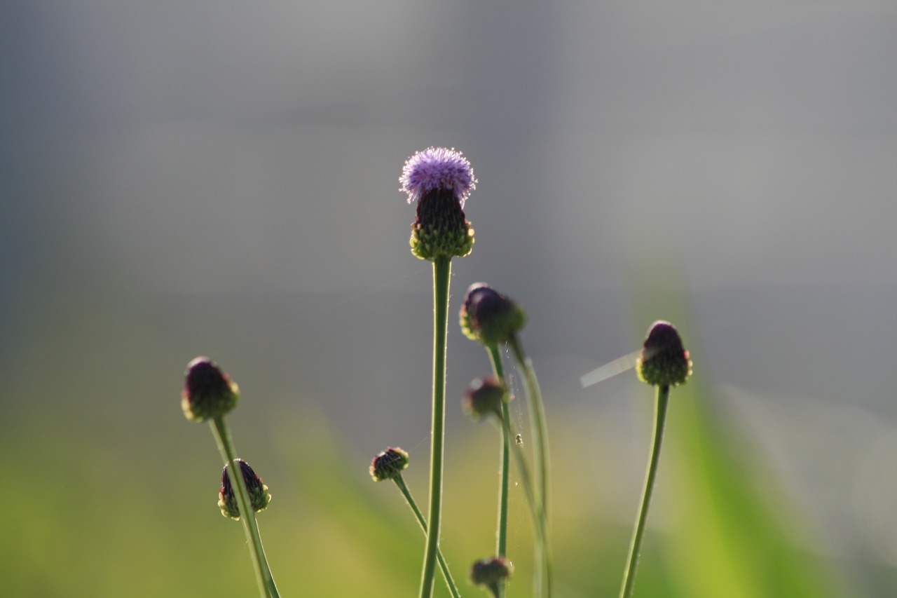 spring flowers flowers straw room free photo