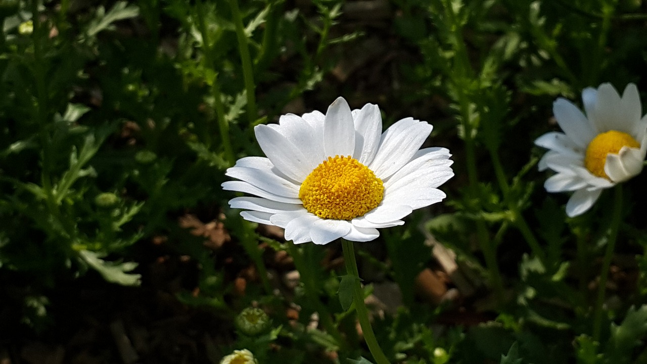 spring flowers flowers nature free photo