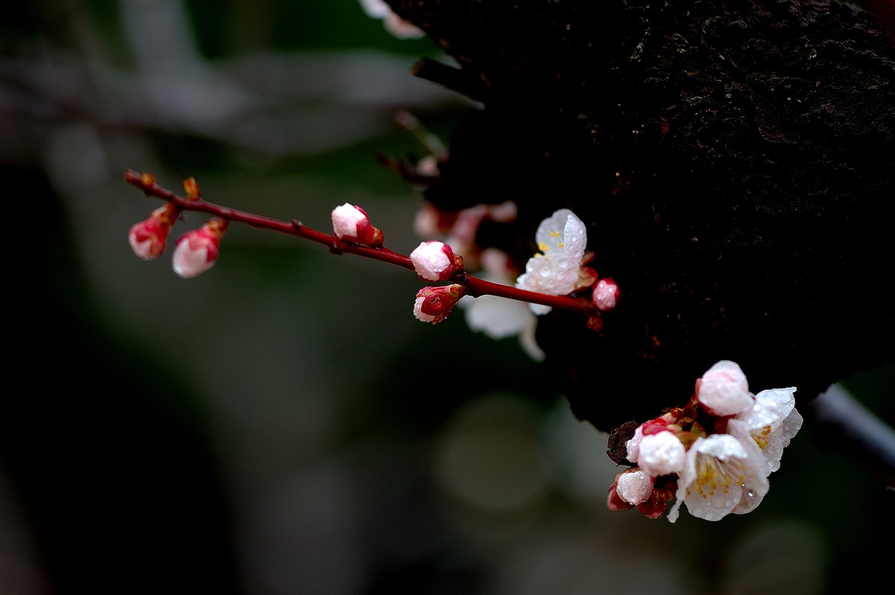 spring flowers plum plum flower free photo