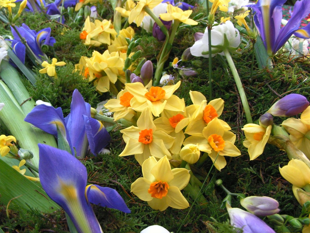 spring flowers narcissus iris free photo