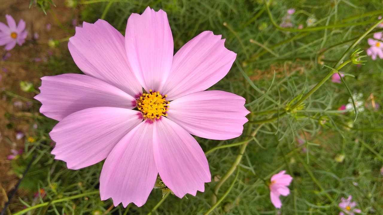 spring flowers flowers bloom flower free photo