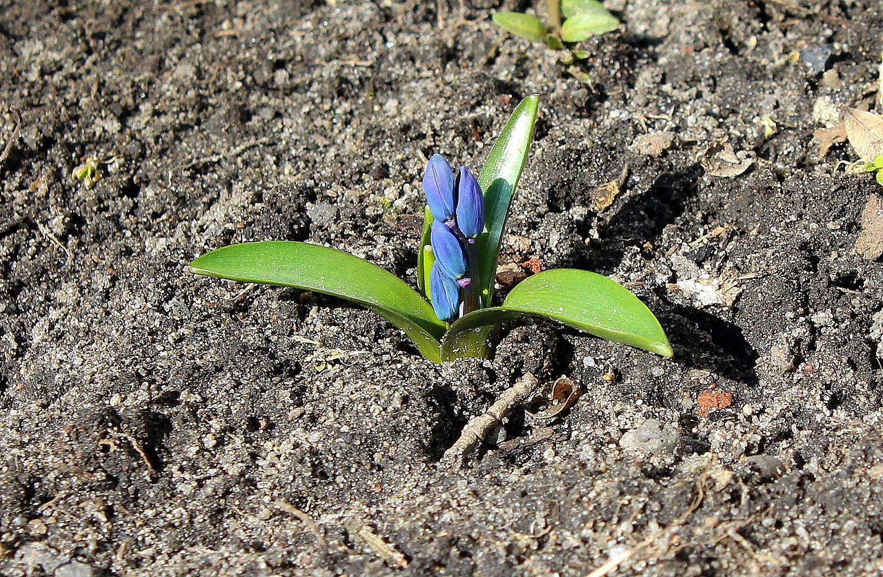 spring flowers march soil free photo