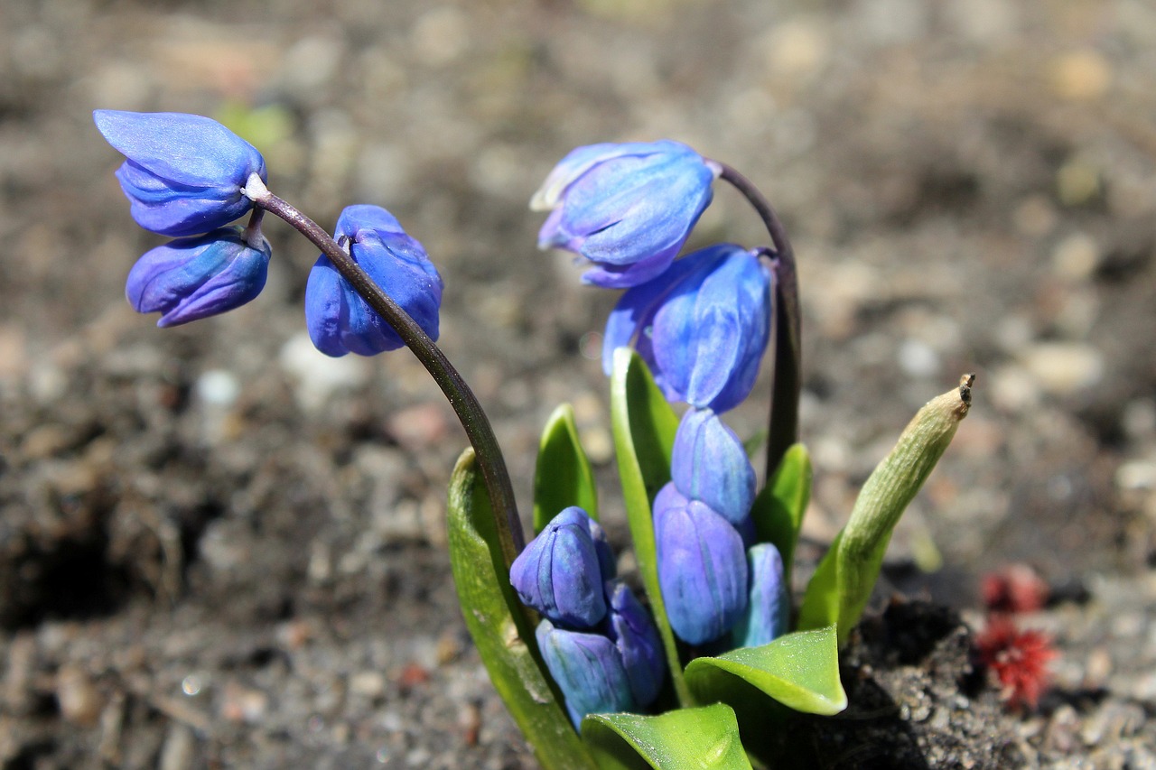 spring flowers march spring free photo