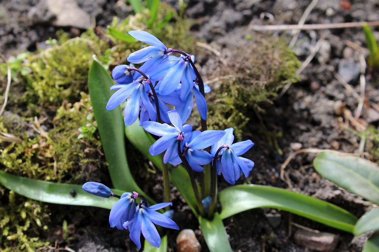 spring flowers spring april free photo