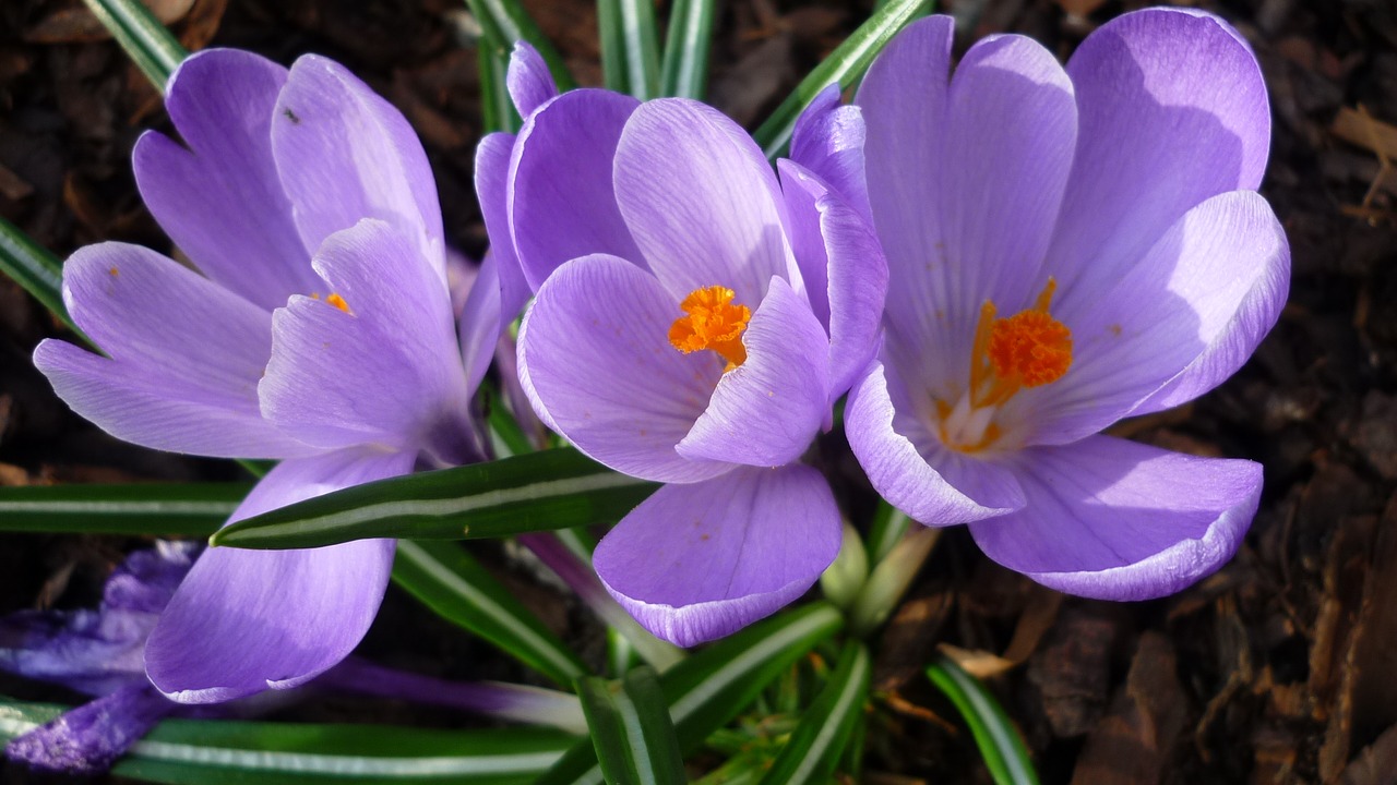 spring flowers crocus flower chalice free photo