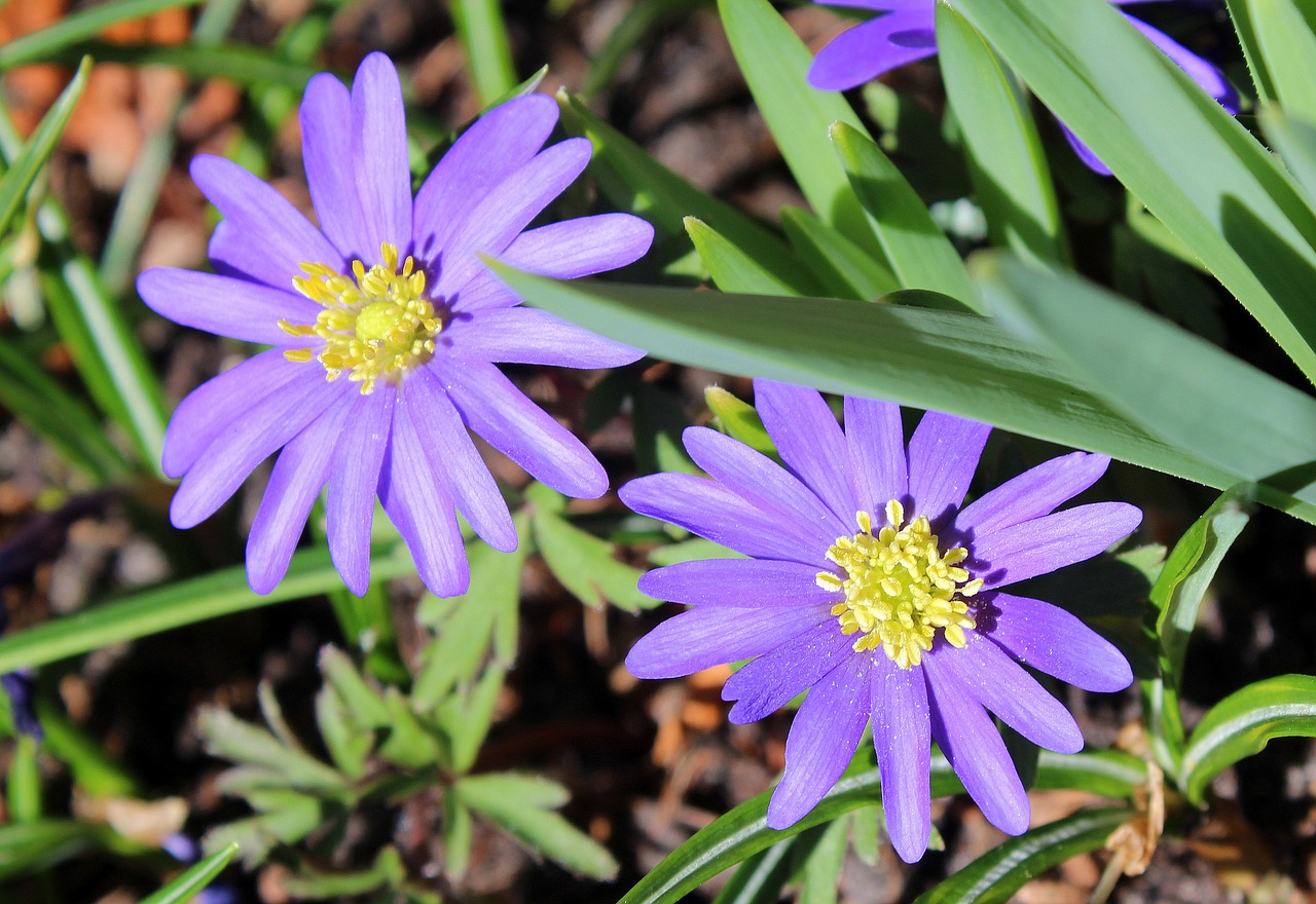 spring flowers nature flower free photo