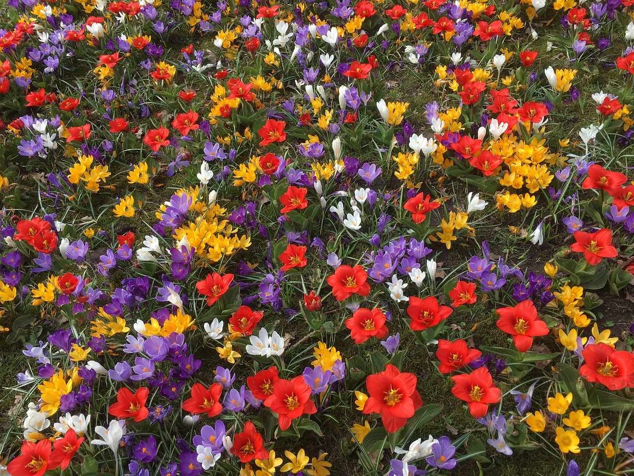 spring flowers  colorful  flowers free photo