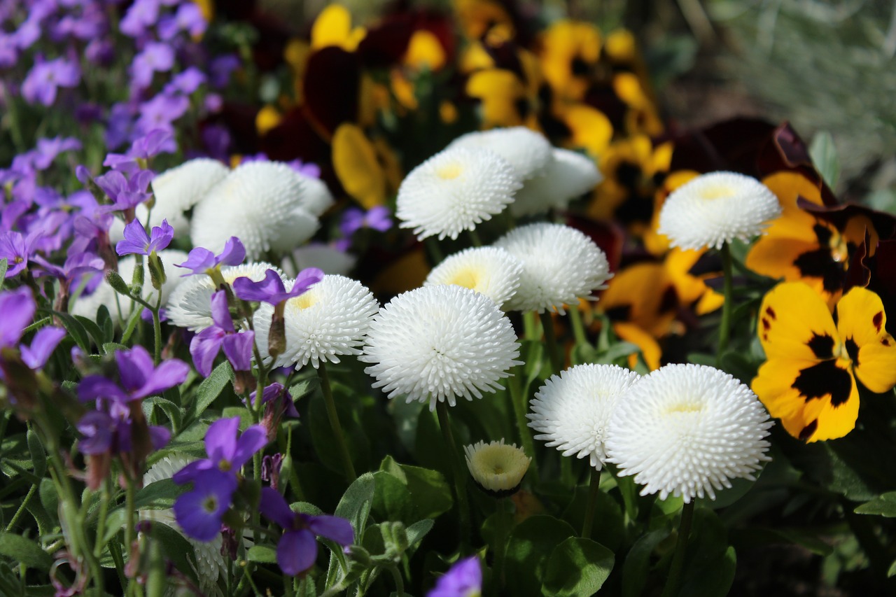 spring flowers  english daisy  pansy free photo