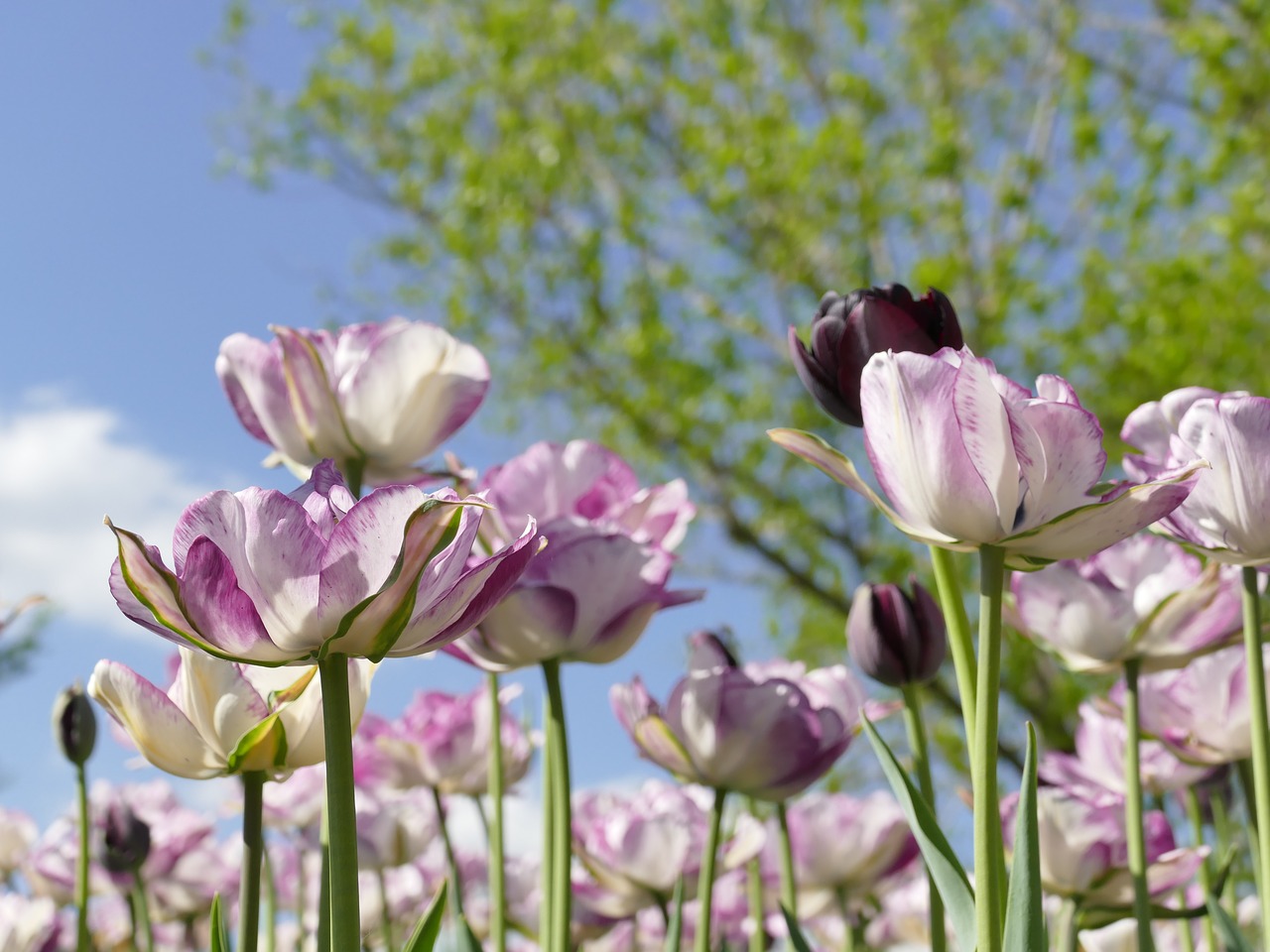 spring flowers  tulips  sky free photo