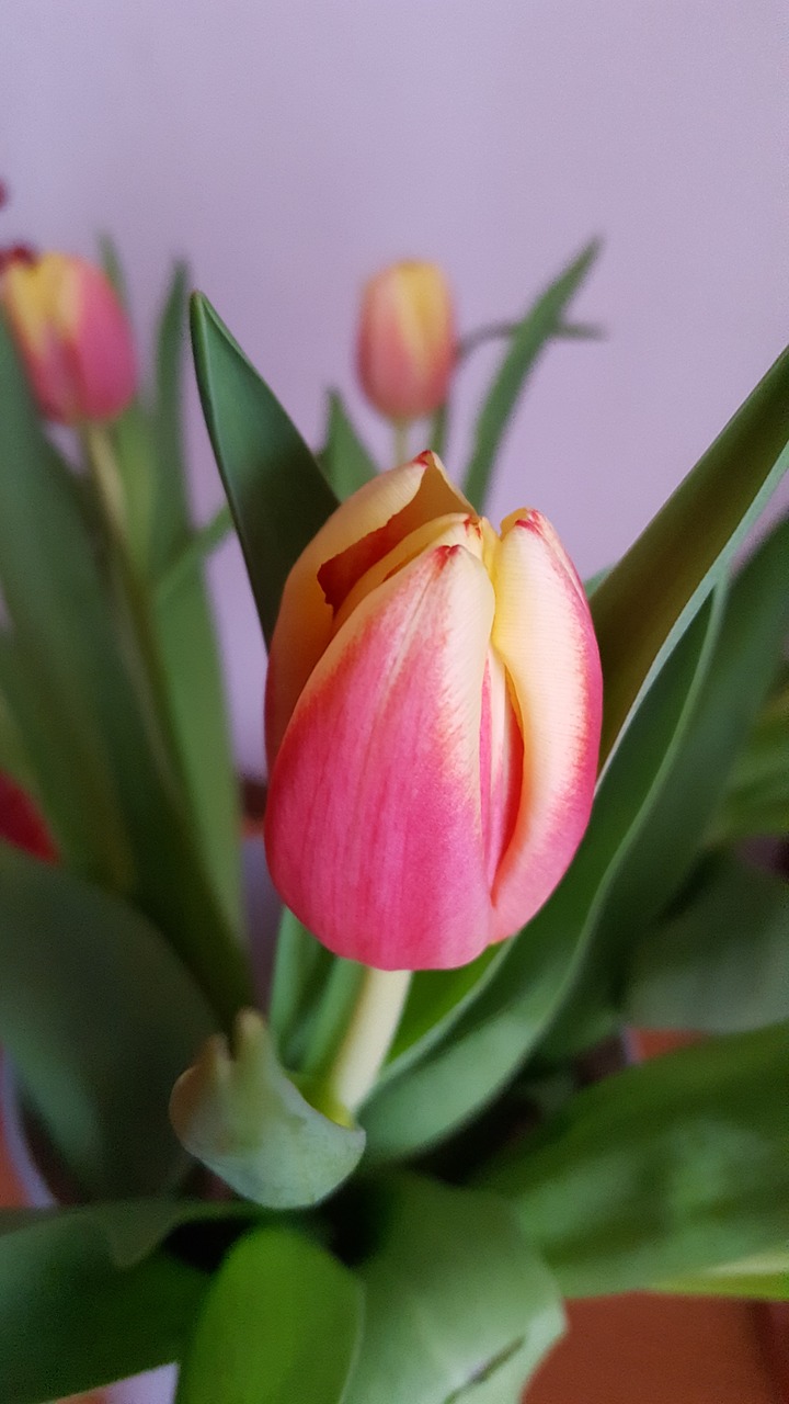 spring flowers  tulip  flowers free photo