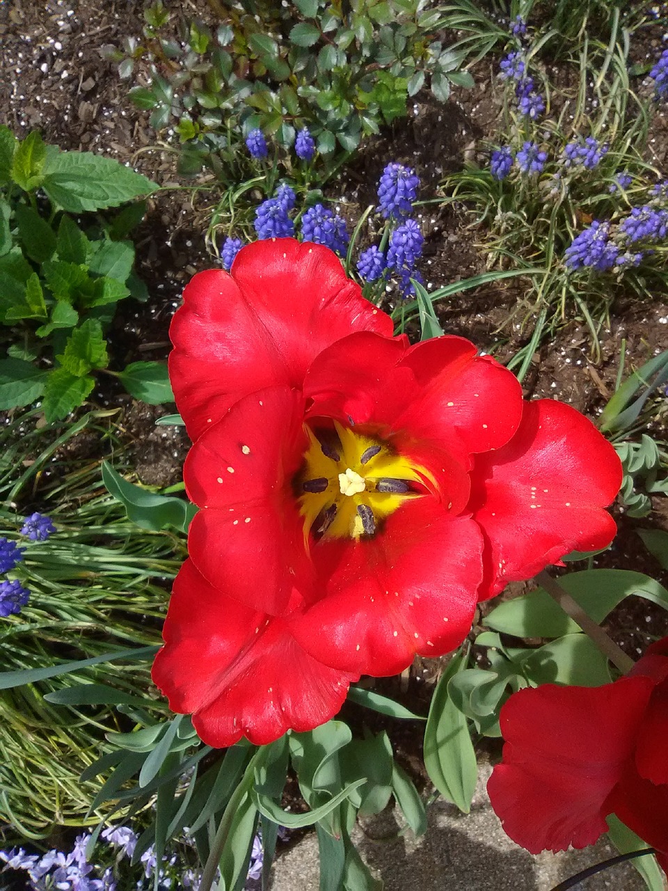 spring flowers  wild red hibiscus  flowers free photo