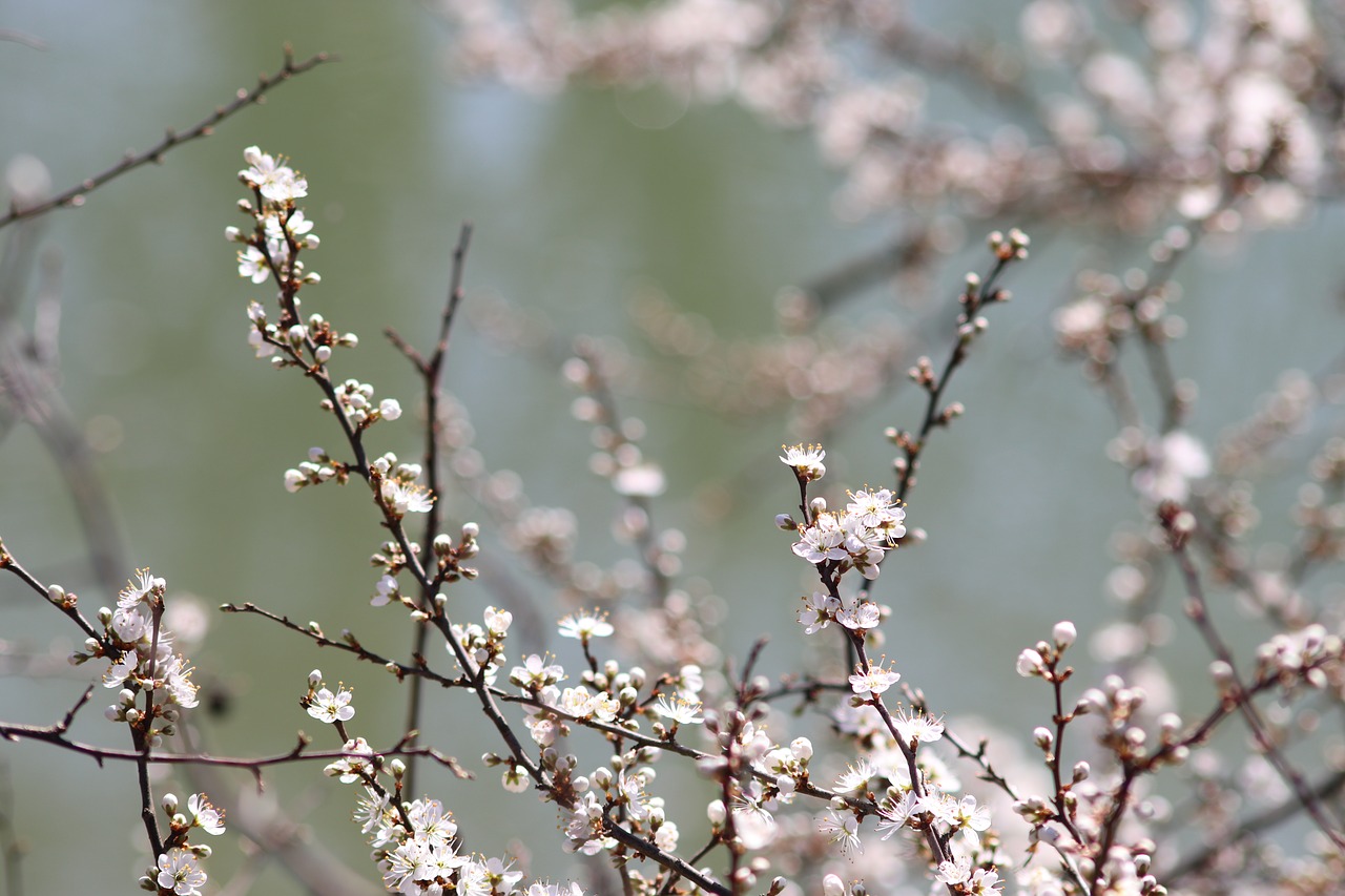 spring flowers  buds  hatching free photo