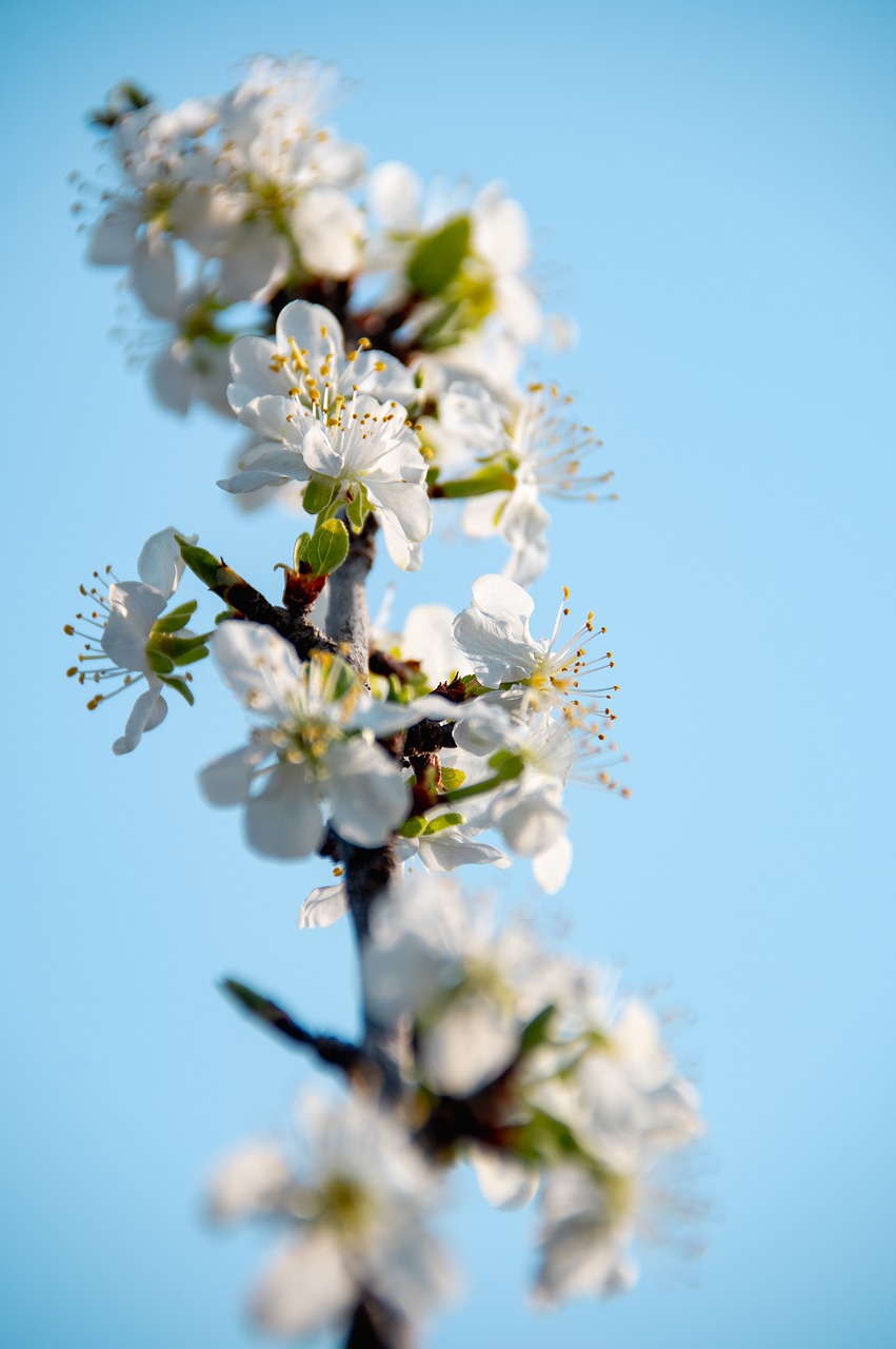 spring flowers  bloom  spring flower free photo