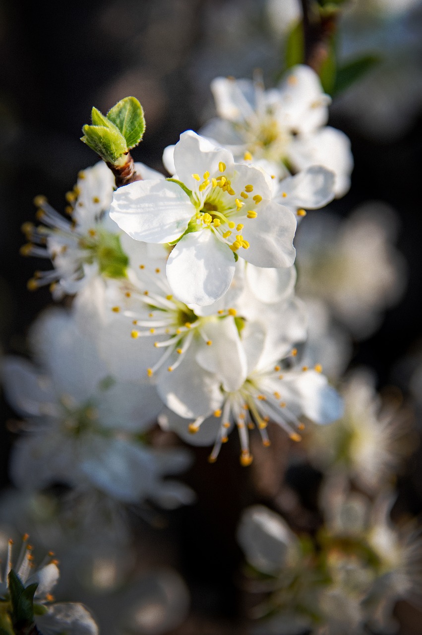 spring flowers  bloom  spring flower free photo