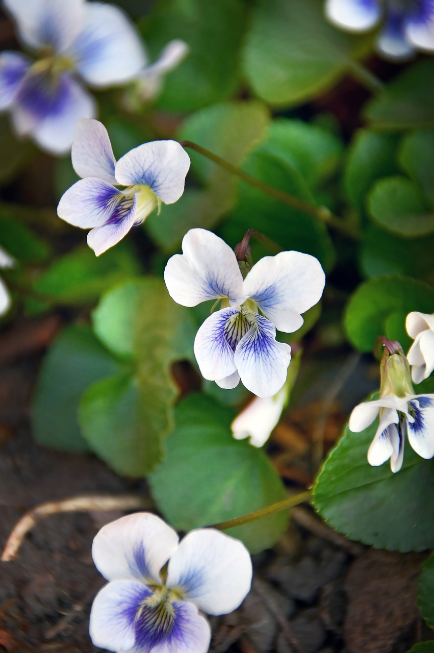 spring flowers  bloom  spring flower free photo