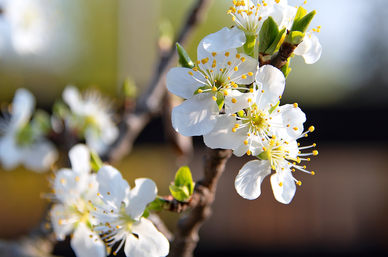 spring flowers  bloom  spring flower free photo